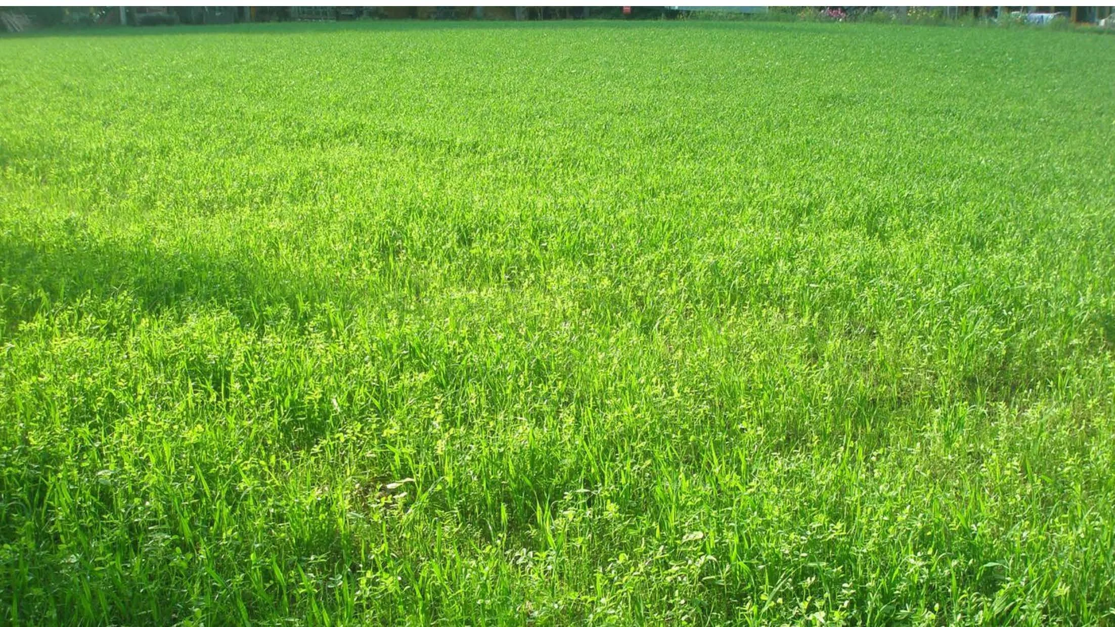 08 00 Dyrking av grønnsakser uten eksterne innsatsfaktorer Dieter Pansegrau_Side_22.jpg