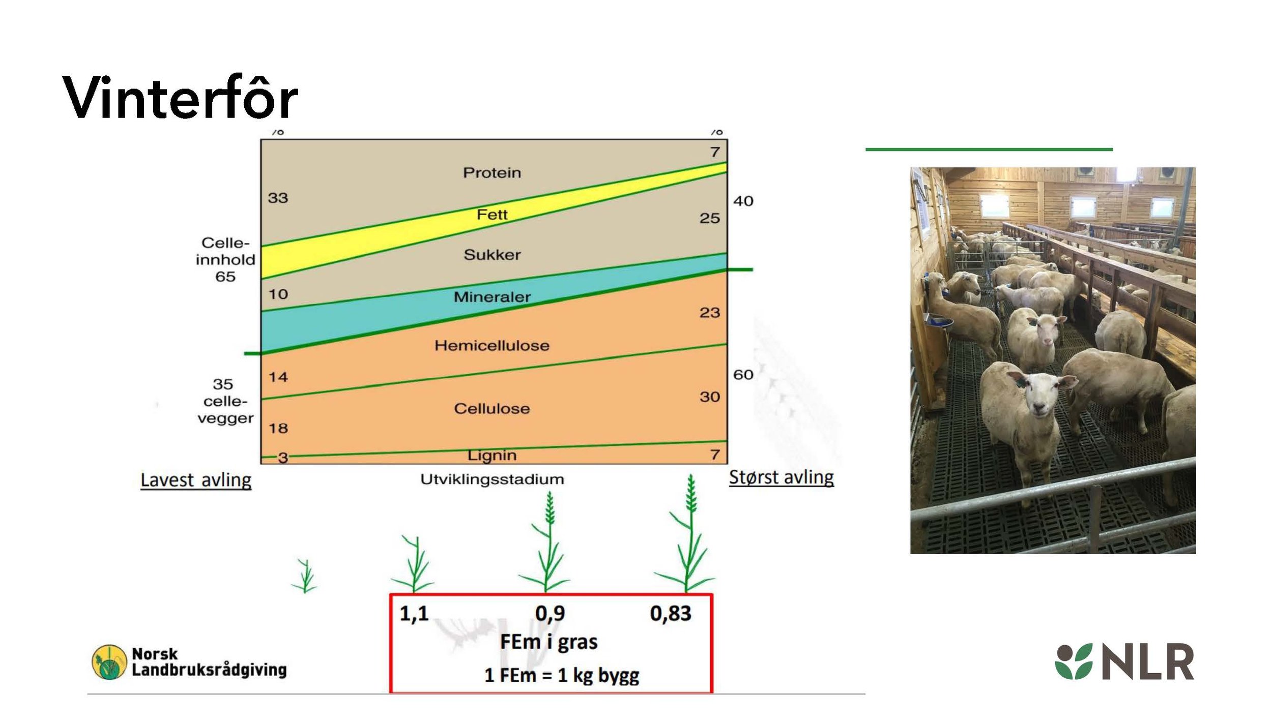13.10 Torhild Svisdal Mjøen_optimalisere øko_saueproduksjon_Side_08.jpg