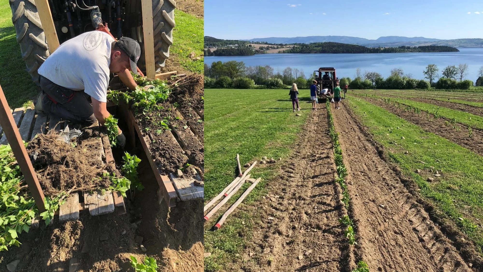 14 00 Utfordringer i økologisk ribes og behov for større volum Stine Mølstad _Side_12.jpg