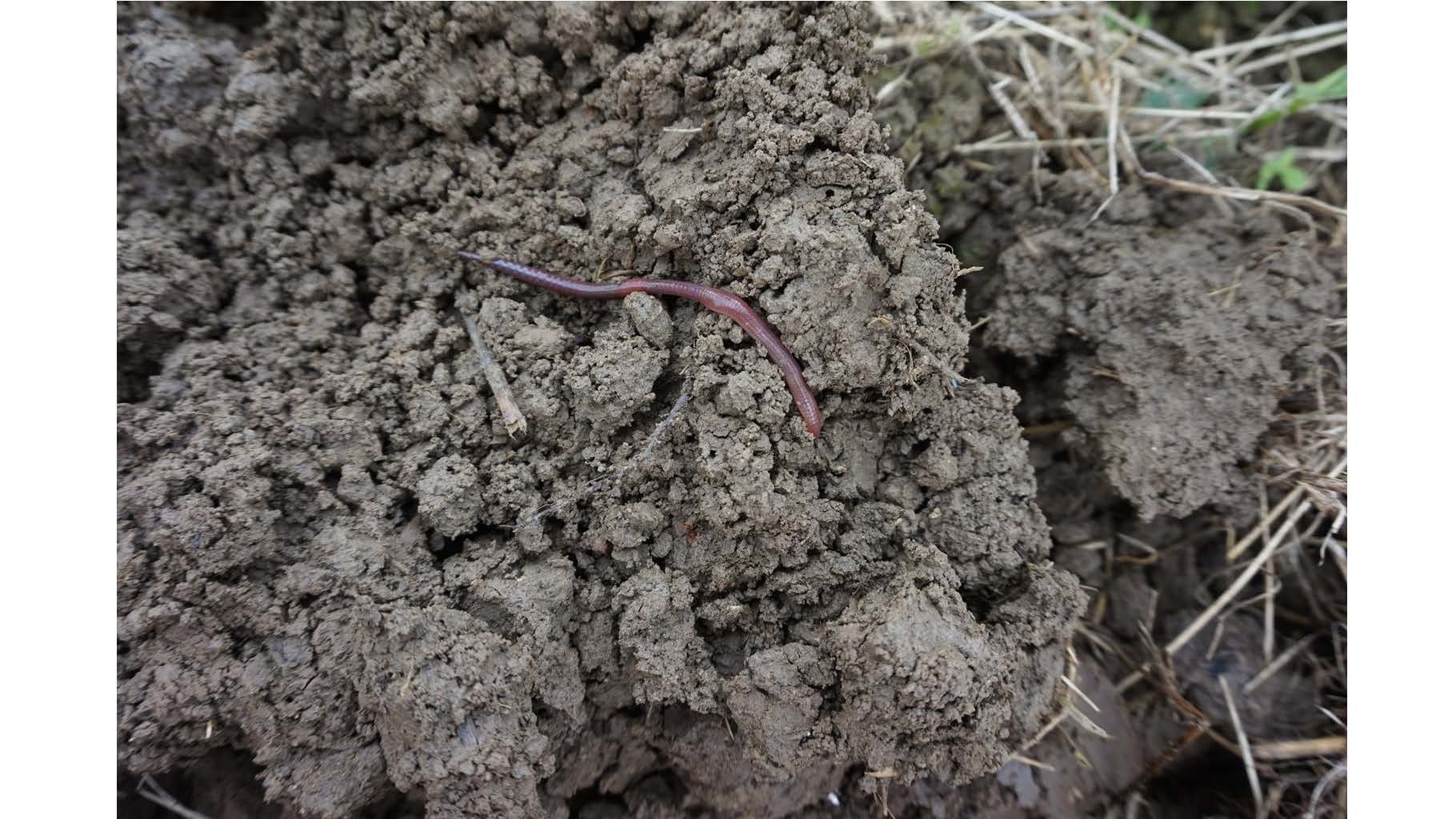 08 00 Dyrking av grønnsakser uten eksterne innsatsfaktorer Dieter Pansegrau_Side_08.jpg