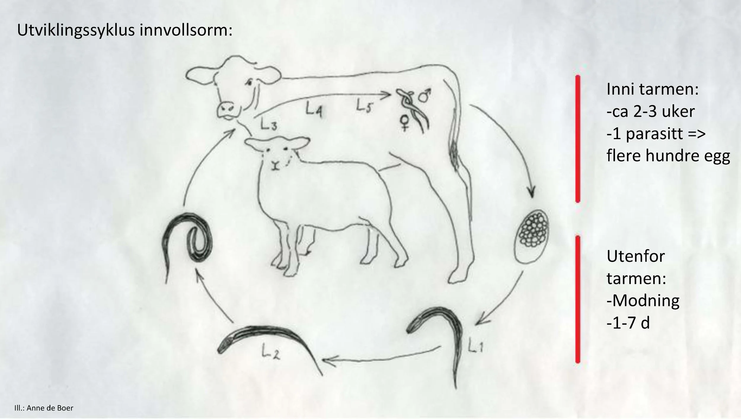 14.00 Berit Blomstrand Hvordan forebygge mot innvollsnyltere_Side_04.jpg