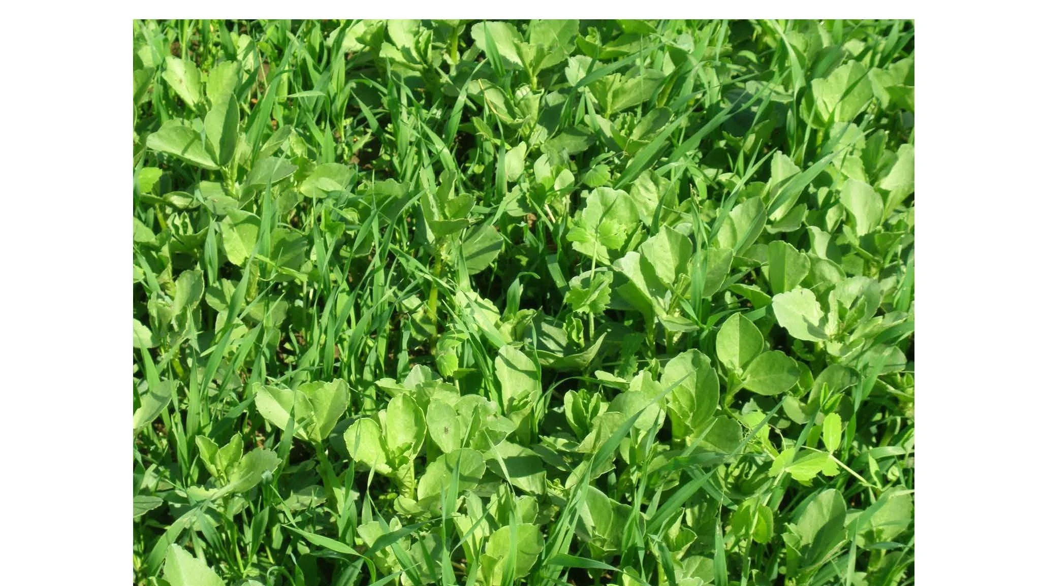 08 00 Dyrking av grønnsakser uten eksterne innsatsfaktorer Dieter Pansegrau_Side_19.jpg