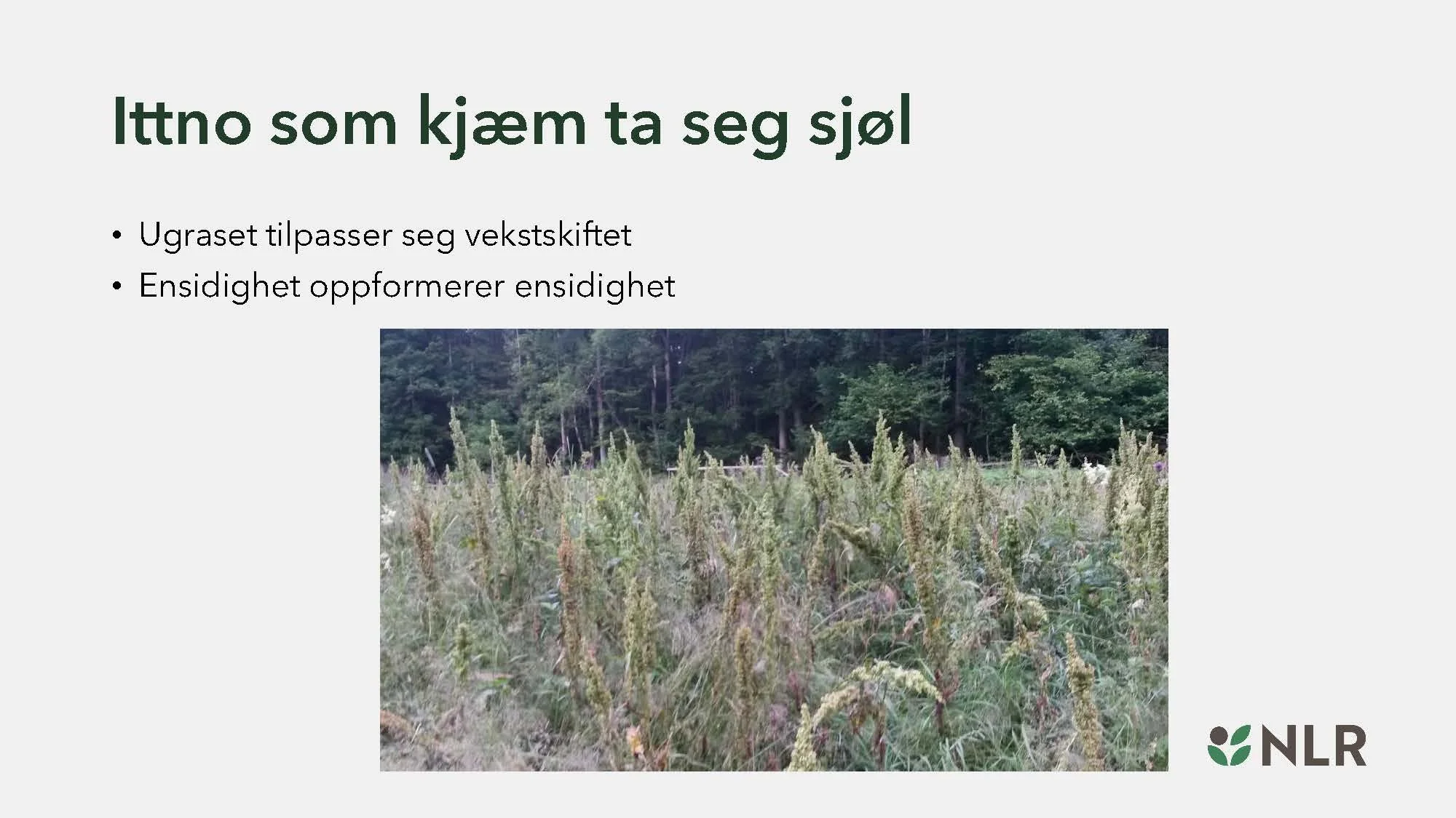 16.30 Den fantastiske enga! Kari Bysveen_Side_26.jpg