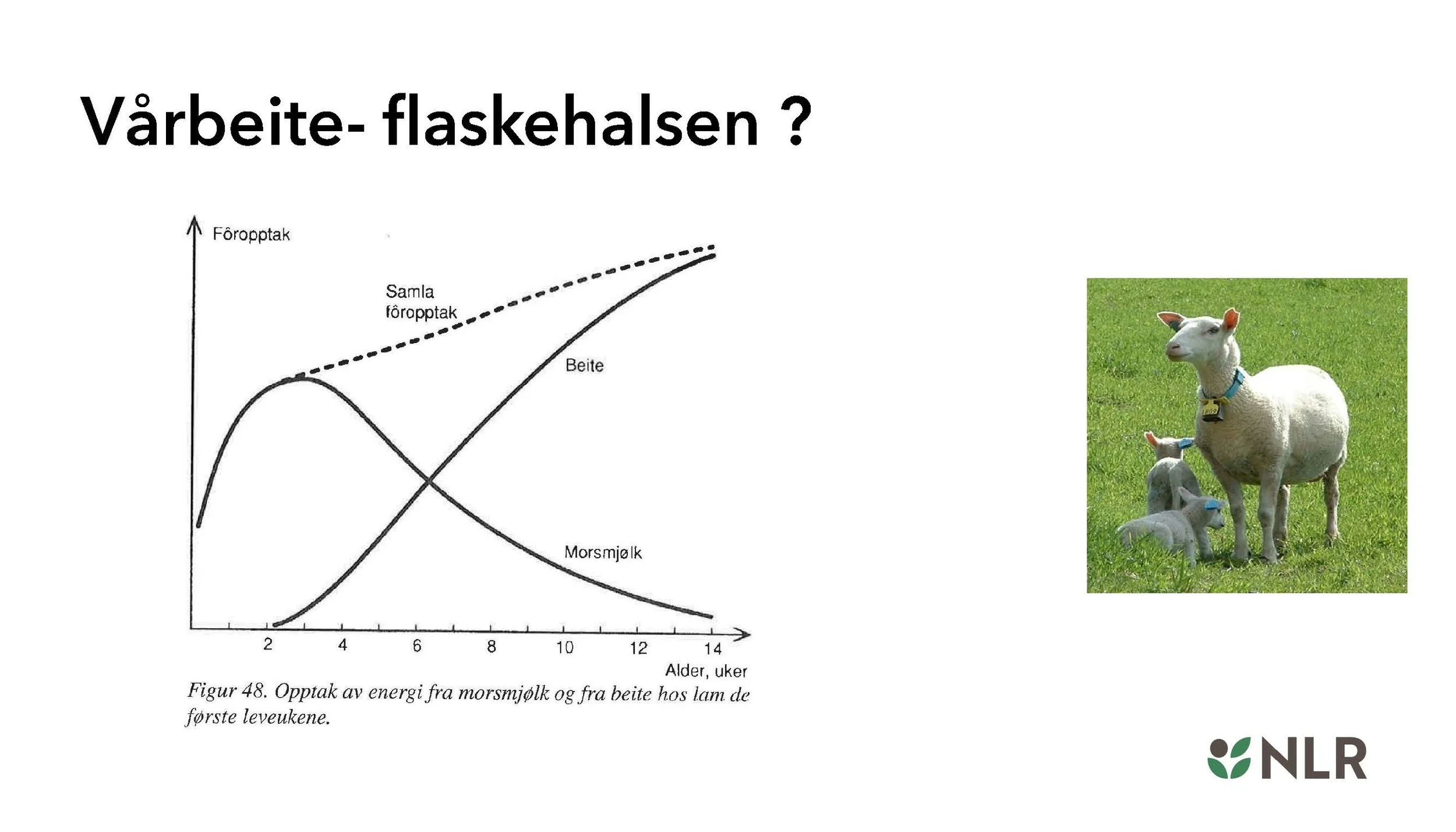 13.10 Torhild Svisdal Mjøen_optimalisere øko_saueproduksjon_Side_11.jpg