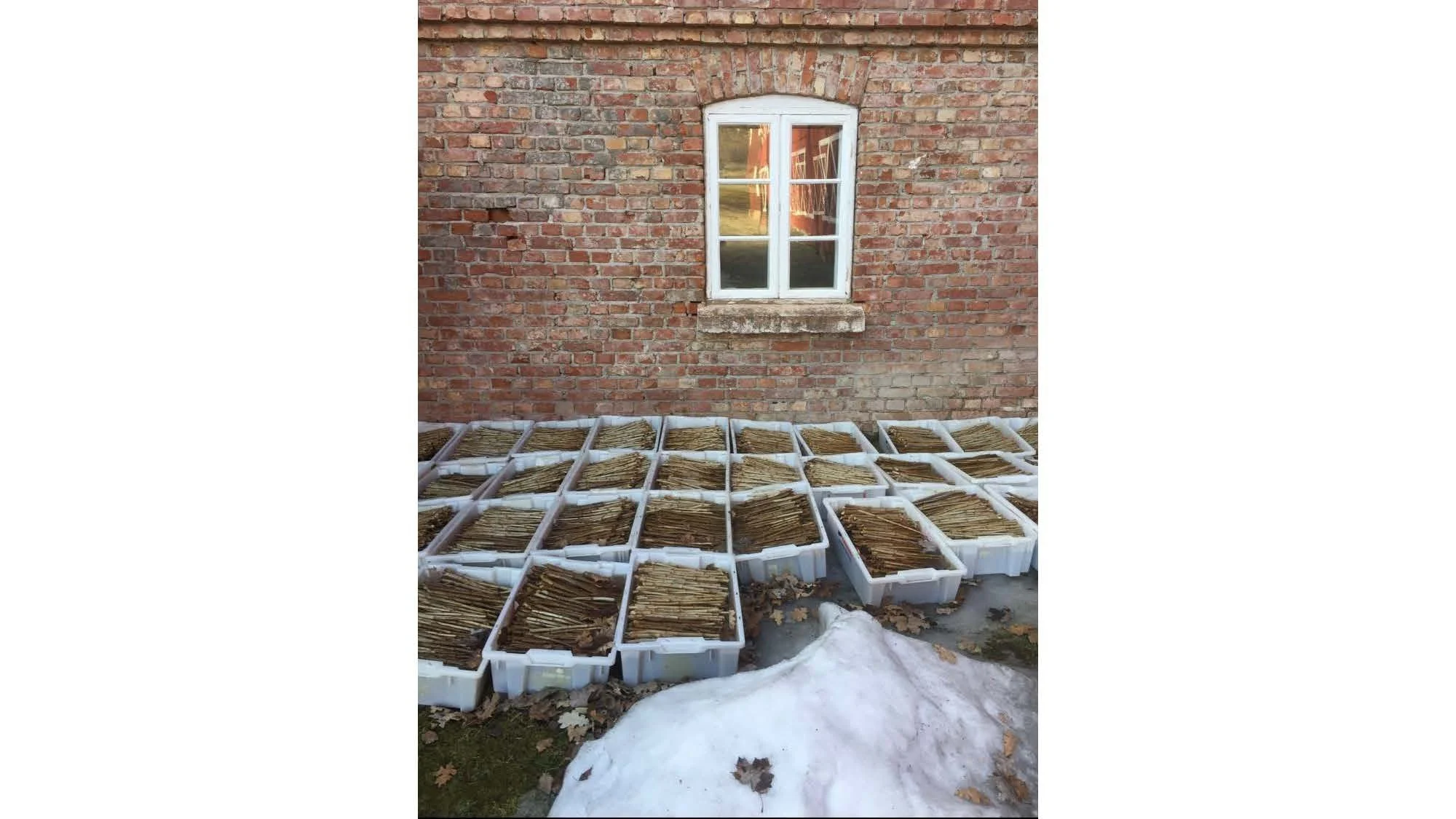 14 00 Utfordringer i økologisk ribes og behov for større volum Stine Mølstad _Side_09.jpg