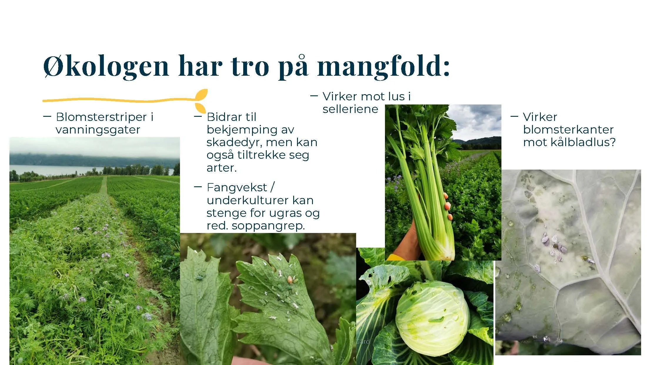 14 30 Åkerbruk Grønsaker i vekstskifte på godt og vondt Hørthe_Side_09.jpg