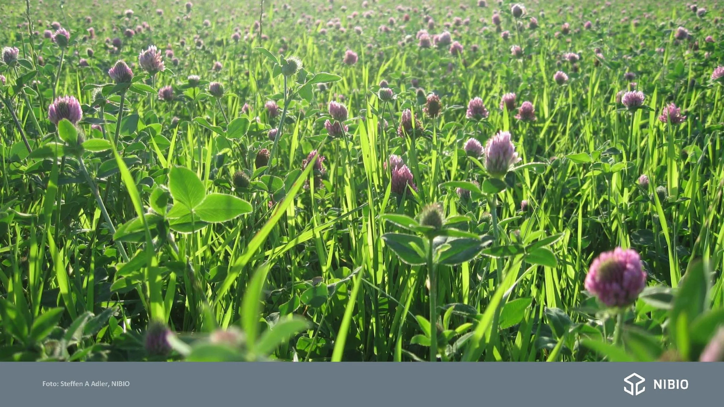 12 30 Åkerbruk Nitrogendynamikk Randi Berland_Side_03.jpg