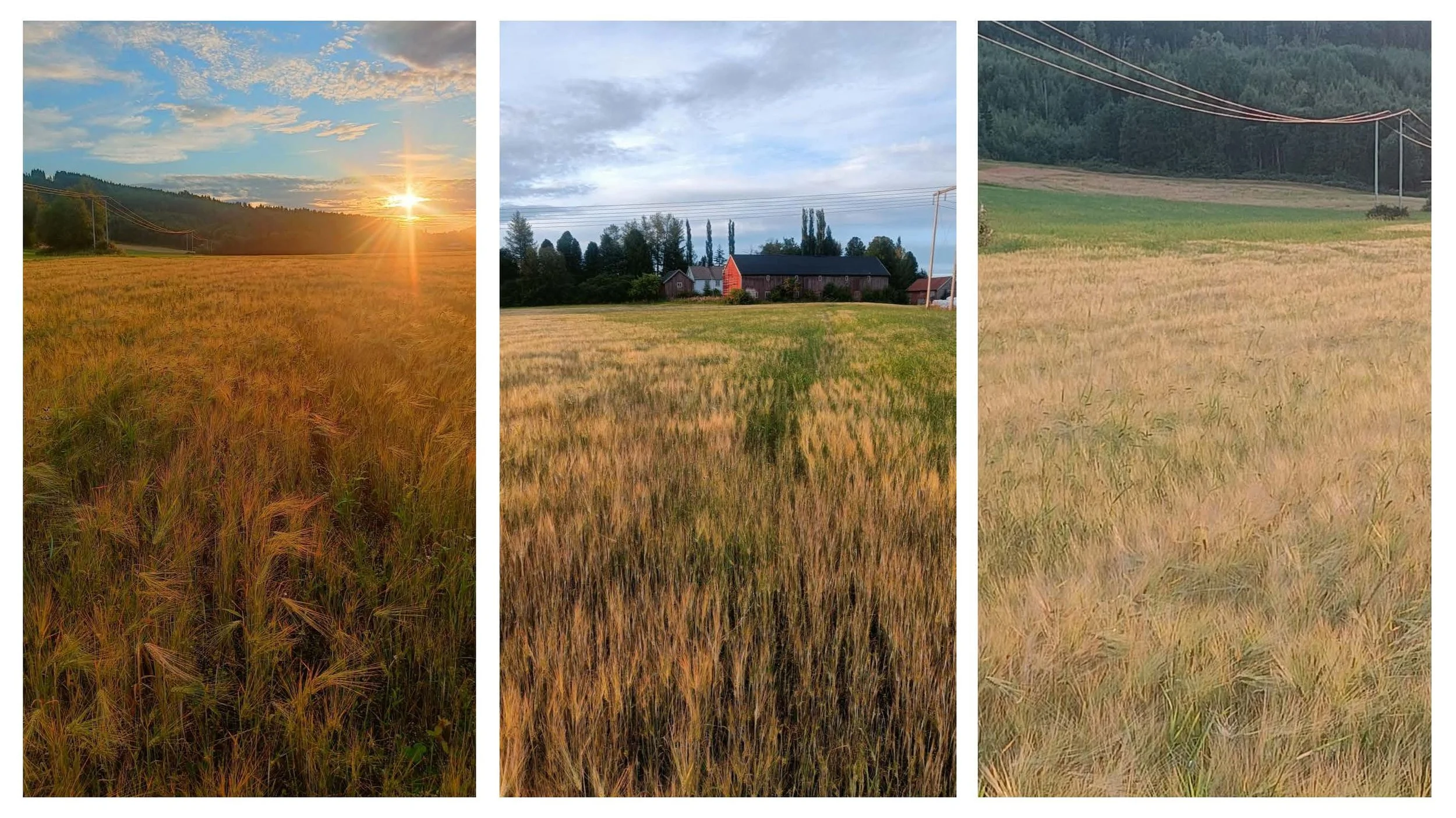 08.50 Lund, Rønning og Vange eksempel knytt til Sissel Hansen sitt foredrag_Side_06.jpg