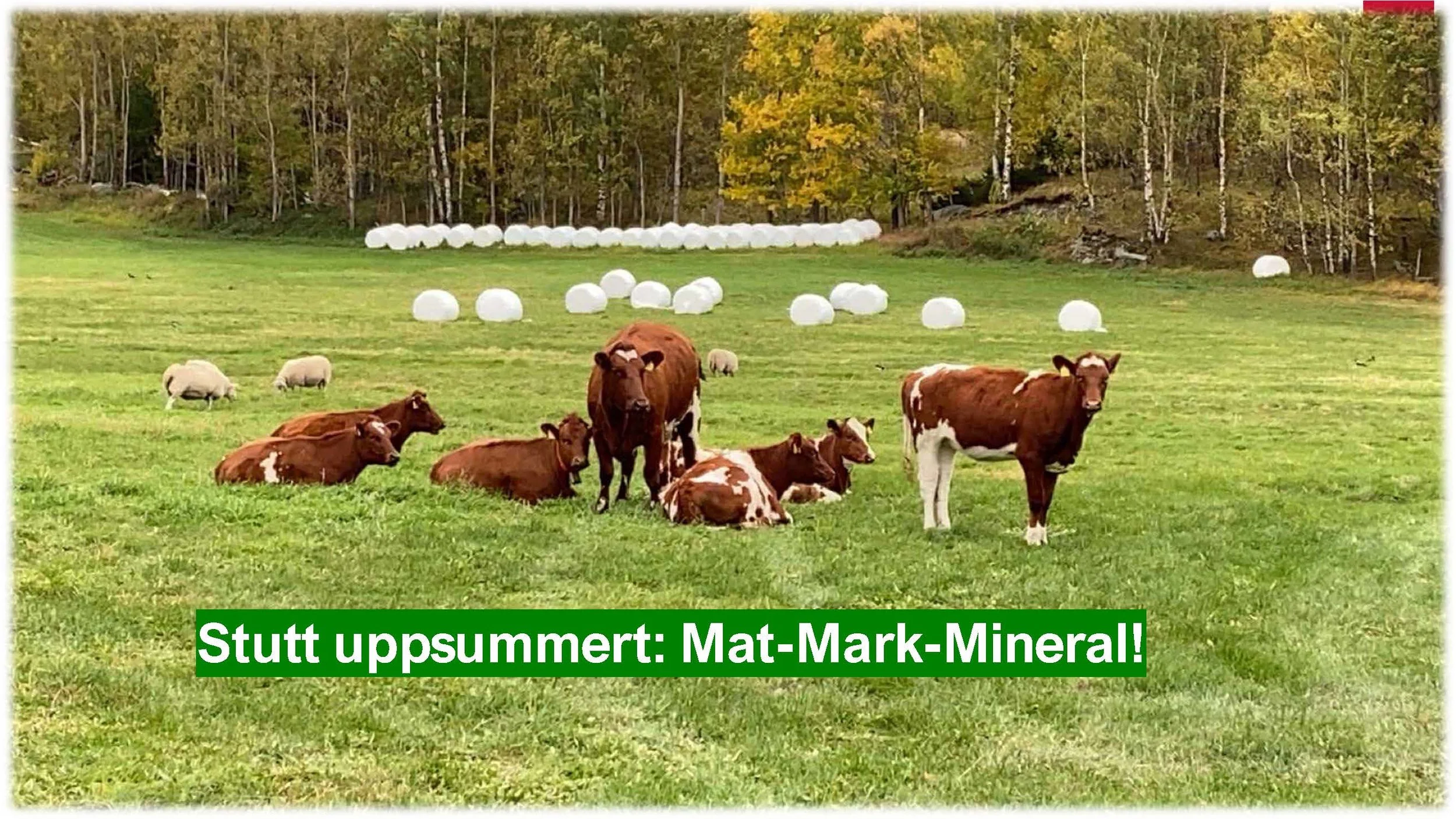 12.30 Frå nyfødt til vaksen Randi T. Garnmo_Side_16.jpg