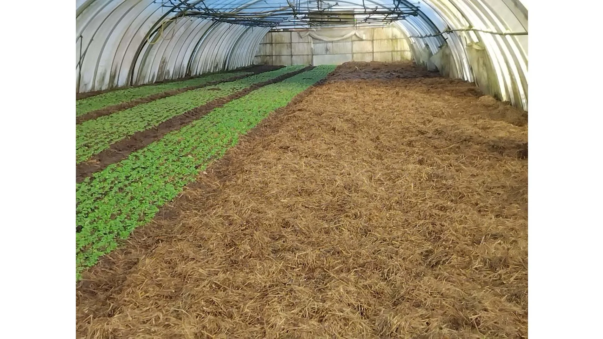 08 00 Dyrking av grønnsakser uten eksterne innsatsfaktorer Dieter Pansegrau_Side_31.jpg