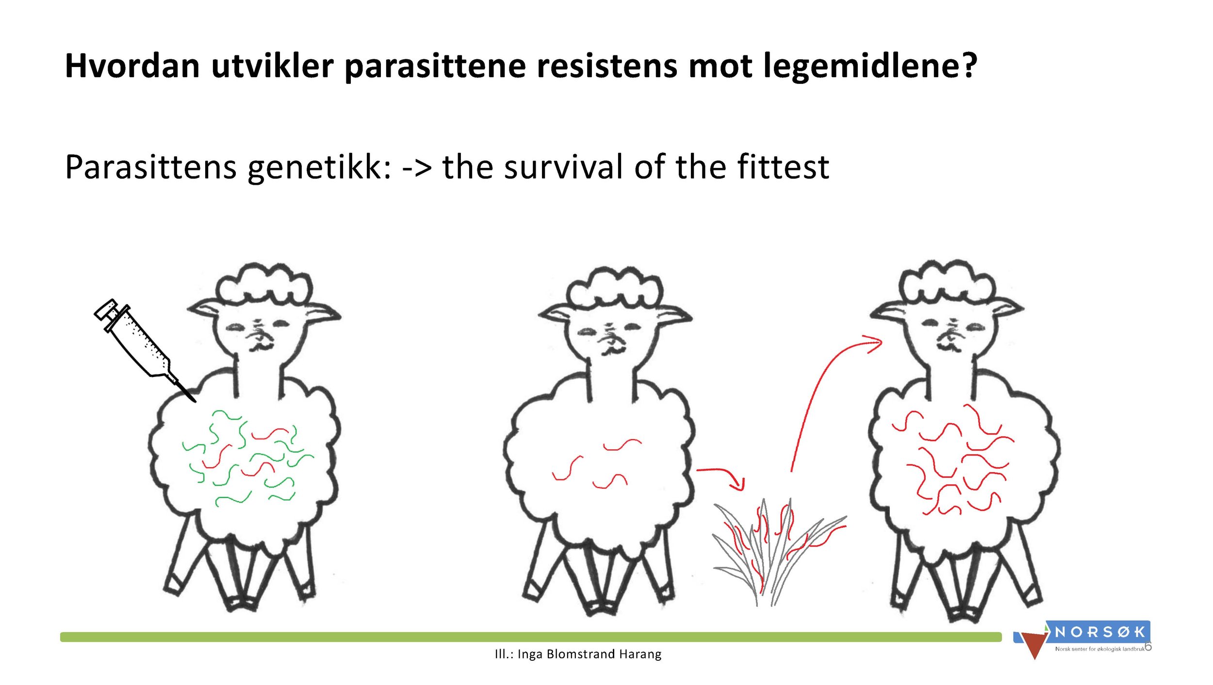14.00 Berit Blomstrand Hvordan forebygge mot innvollsnyltere_Side_06.jpg