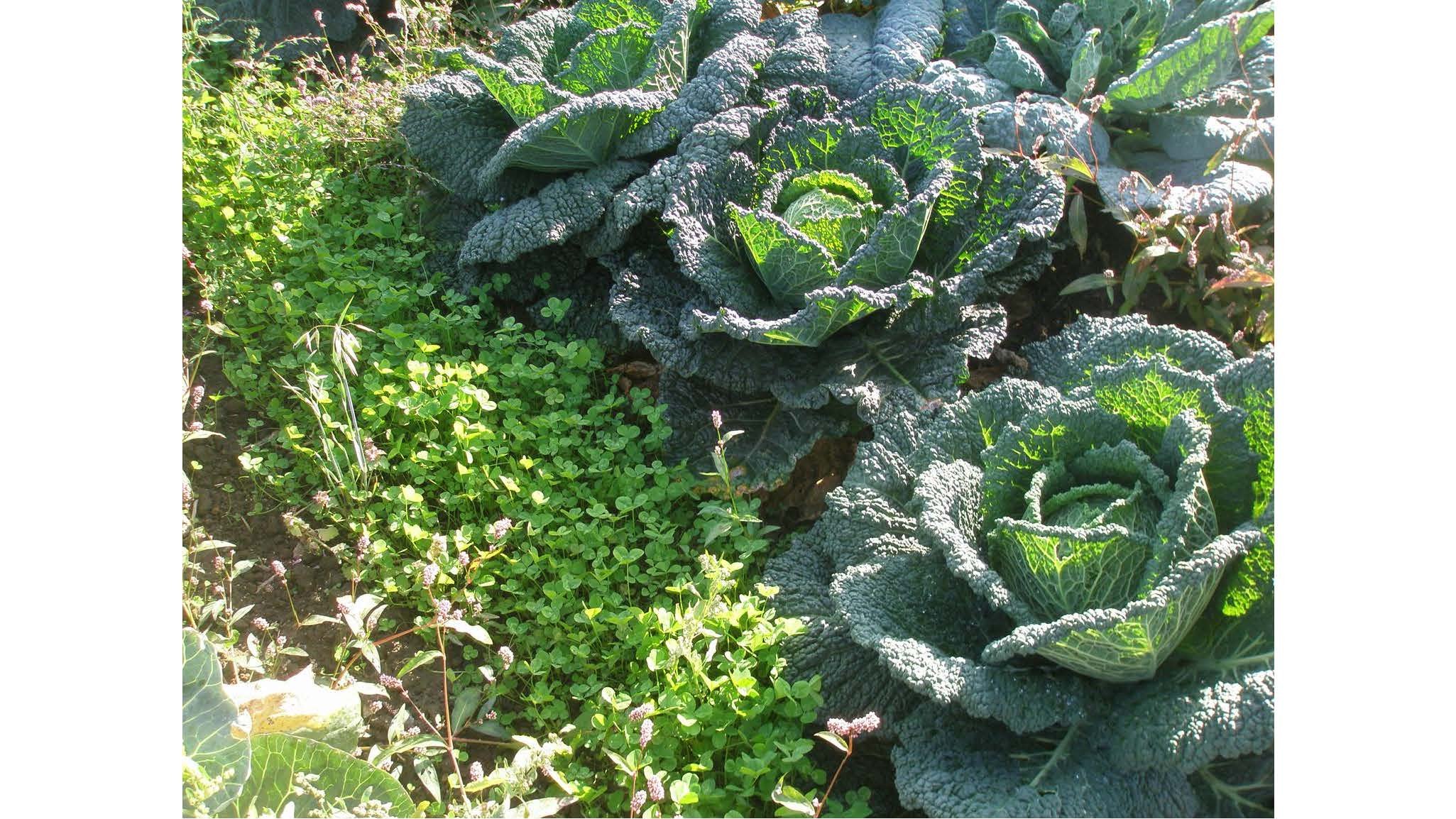 08 00 Dyrking av grønnsakser uten eksterne innsatsfaktorer Dieter Pansegrau_Side_24.jpg