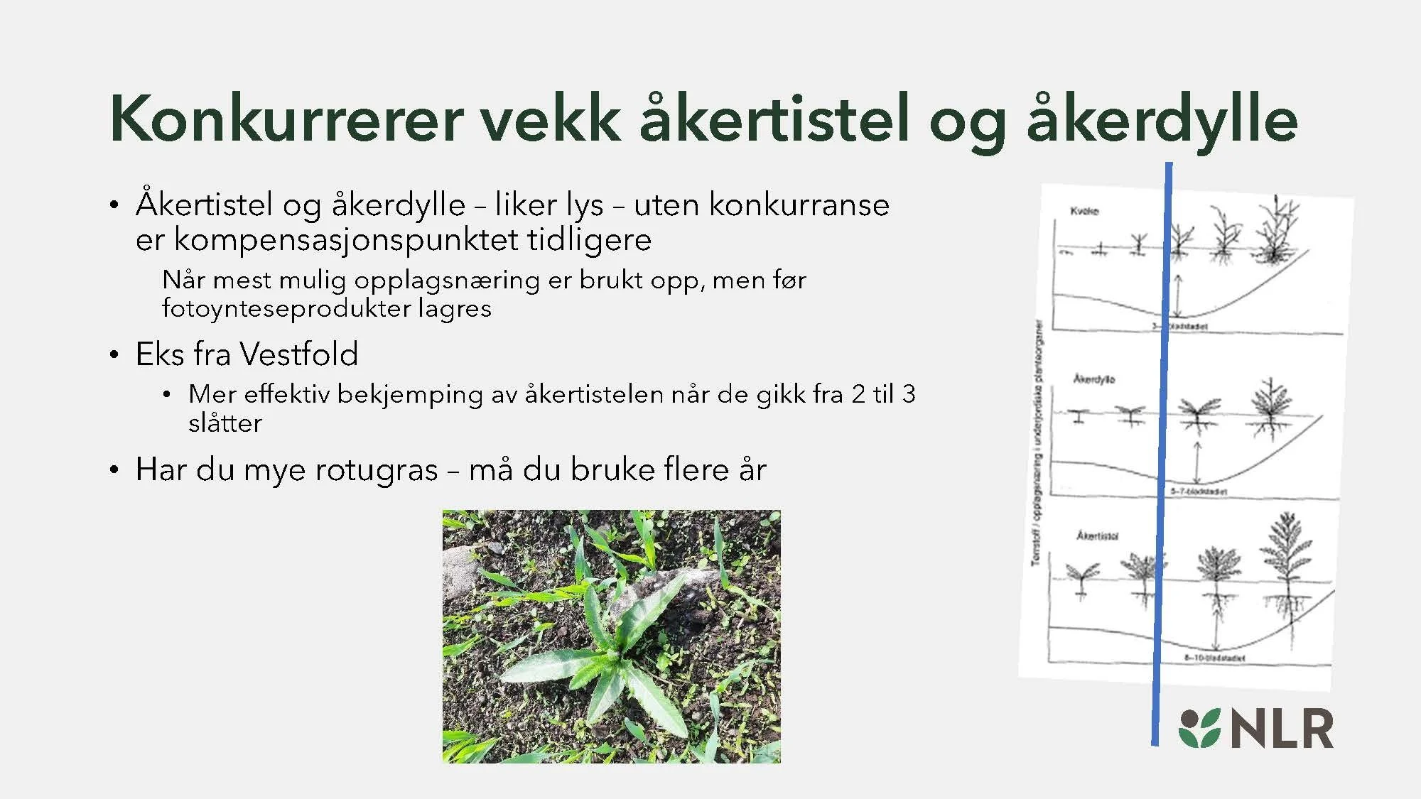 16.30 Den fantastiske enga! Kari Bysveen_Side_24.jpg