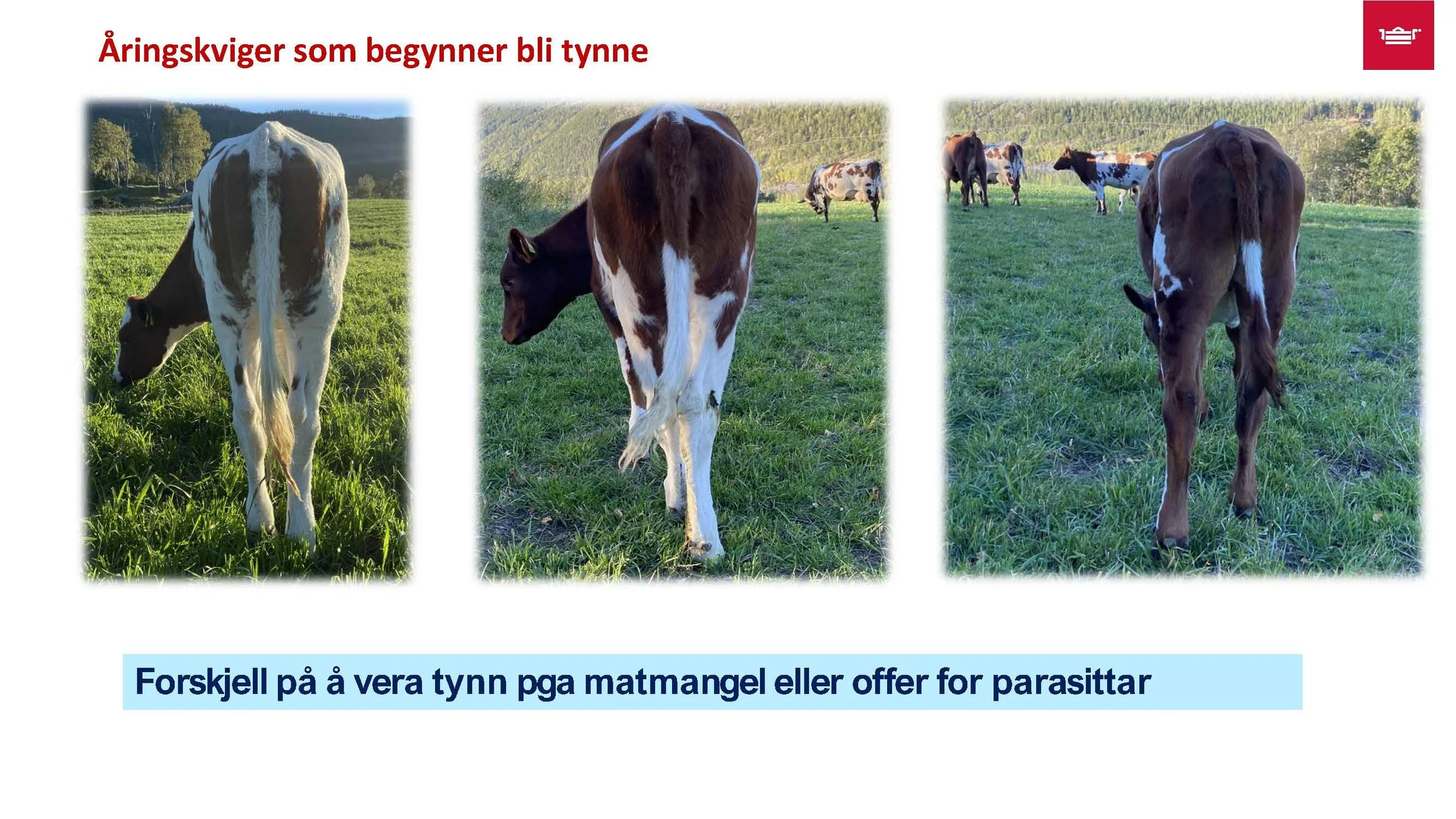 12.30 Frå nyfødt til vaksen Randi T. Garnmo_Side_08.jpg