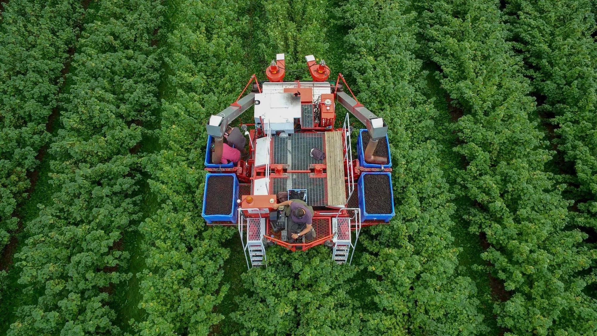 14 00 Utfordringer i økologisk ribes og behov for større volum Stine Mølstad _Side_04.jpg