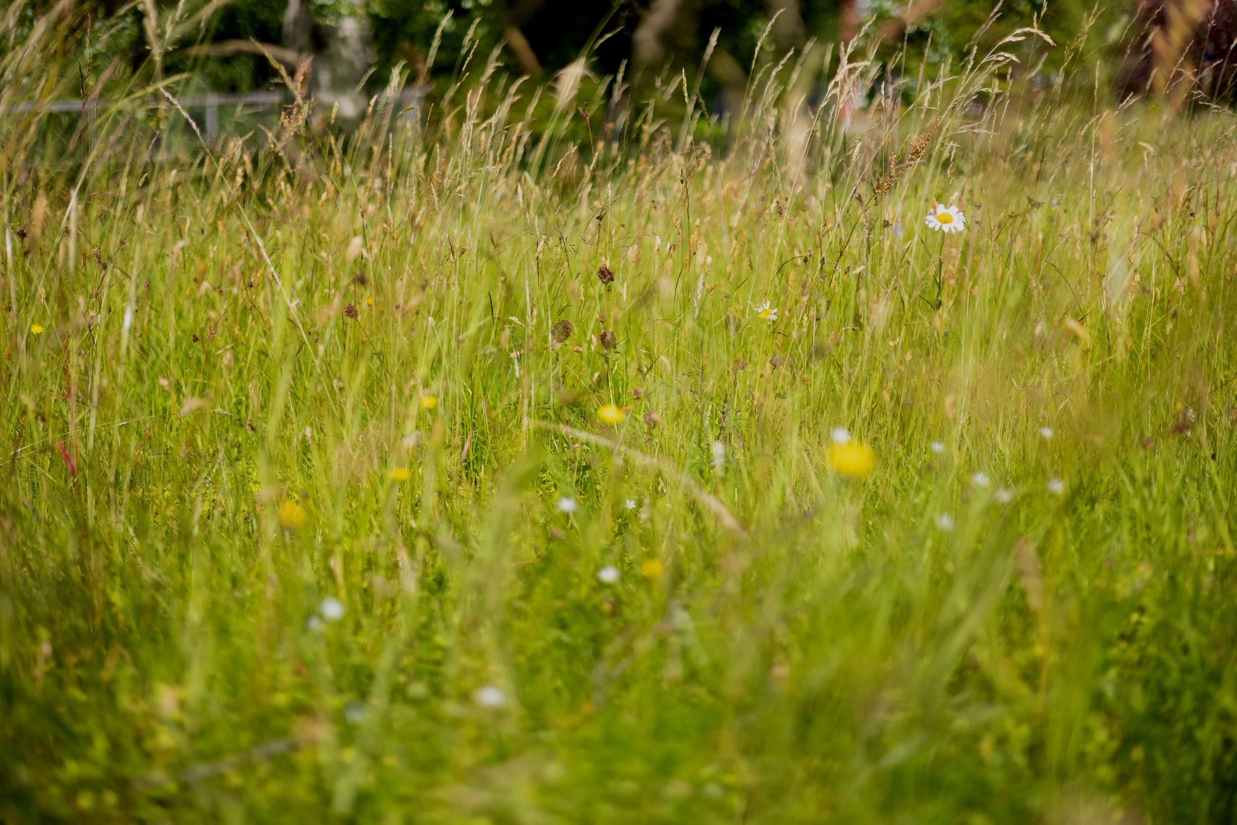 Den fantastiske enga - om alt det fine enga bidrar med. 
