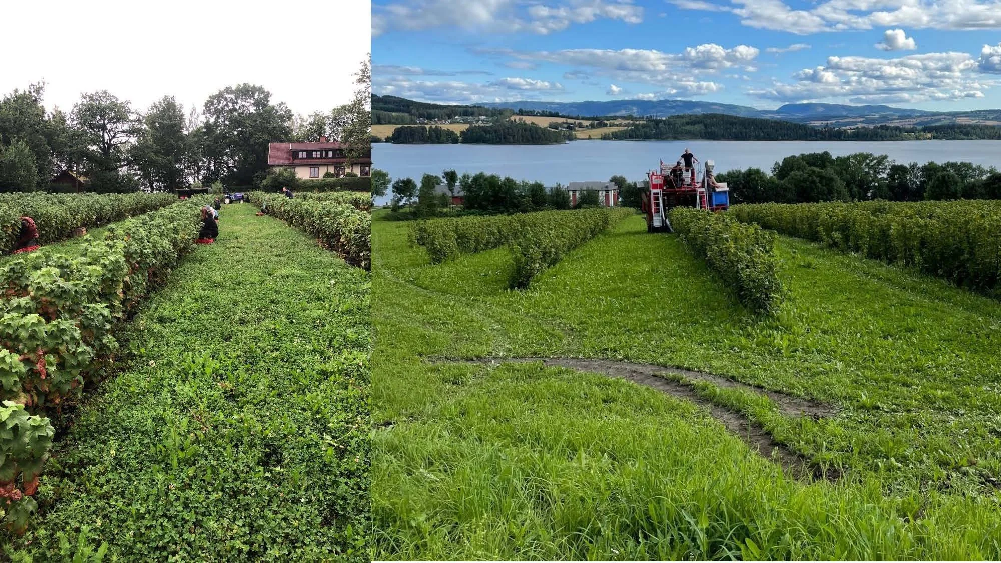 14 00 Utfordringer i økologisk ribes og behov for større volum Stine Mølstad _Side_18.jpg