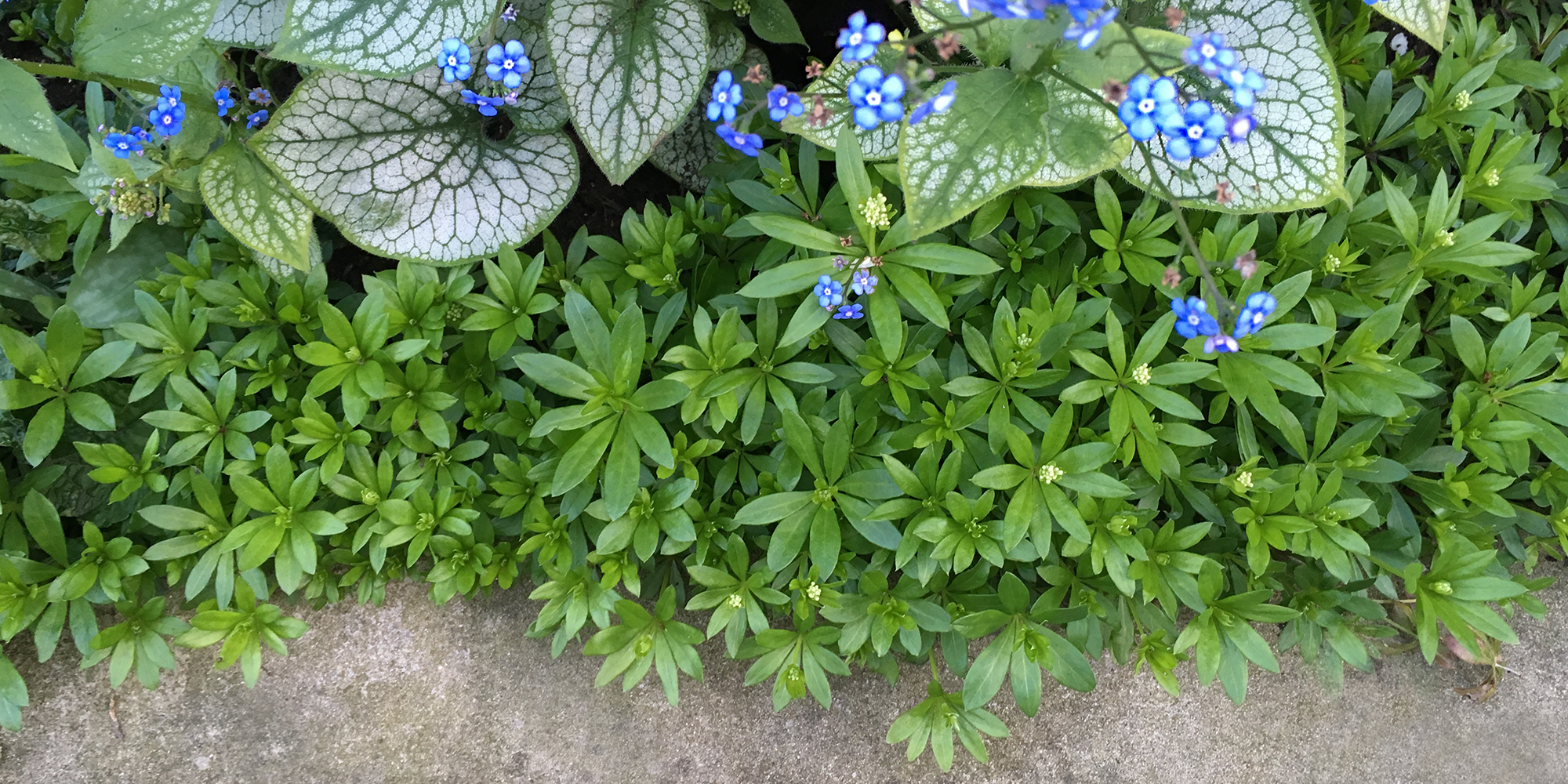 2.blue-flowers.png