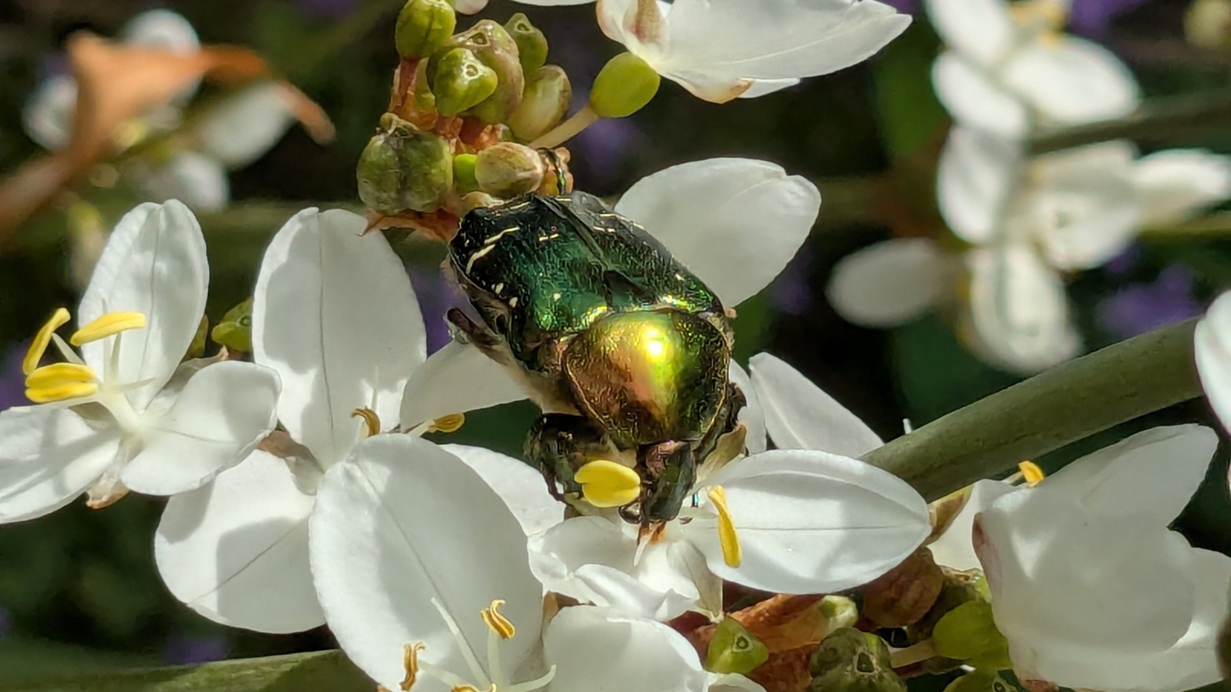 Rose chafer.jpg