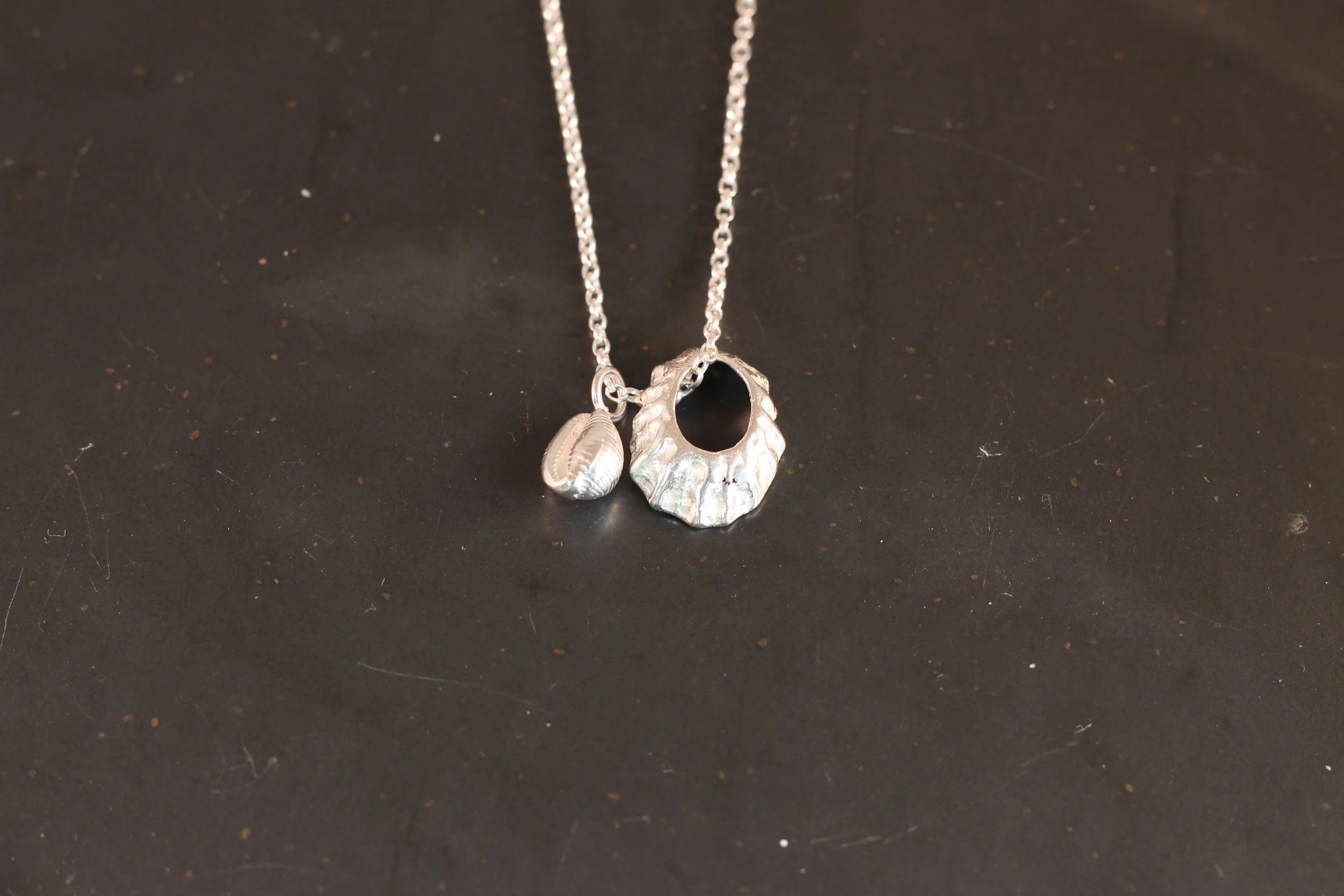 Greenaway cowries_-001.JPG
