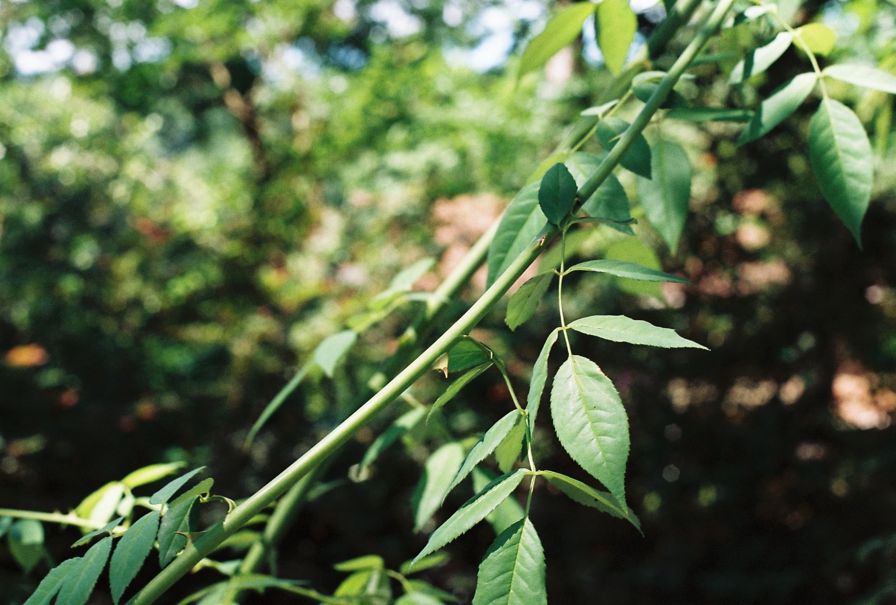 Close-up of green leaves on a branch in a forest setting with sunlight filtering through the background.