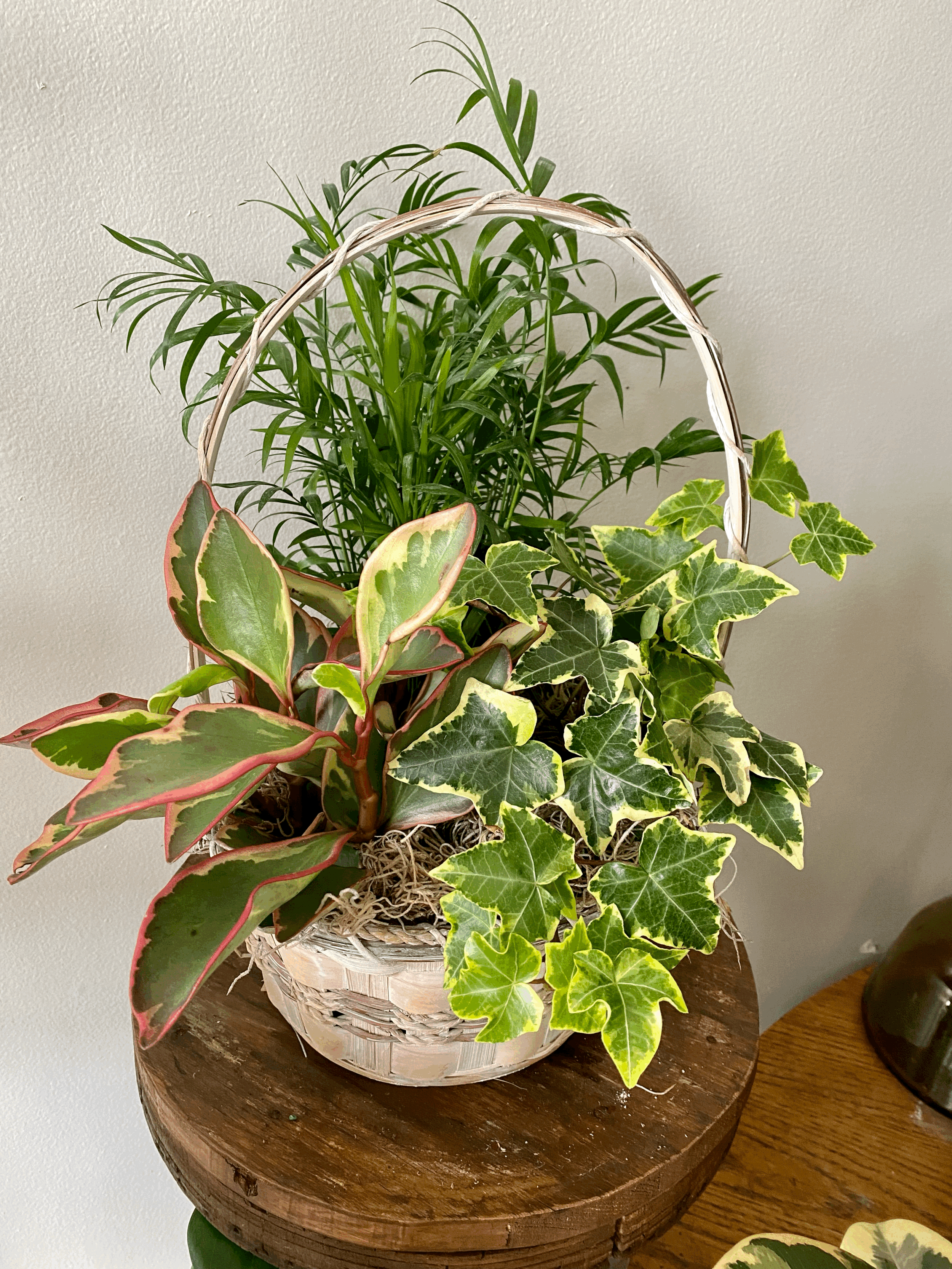 Small Dish Garden