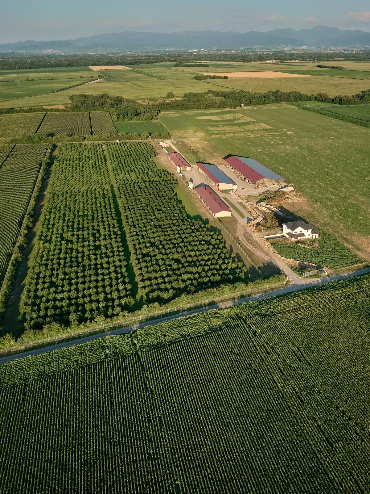 Panorama de la ferme donnant sur le parcours extérieur arboré de noisetiers