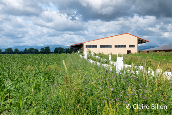 ferme volaille alsace