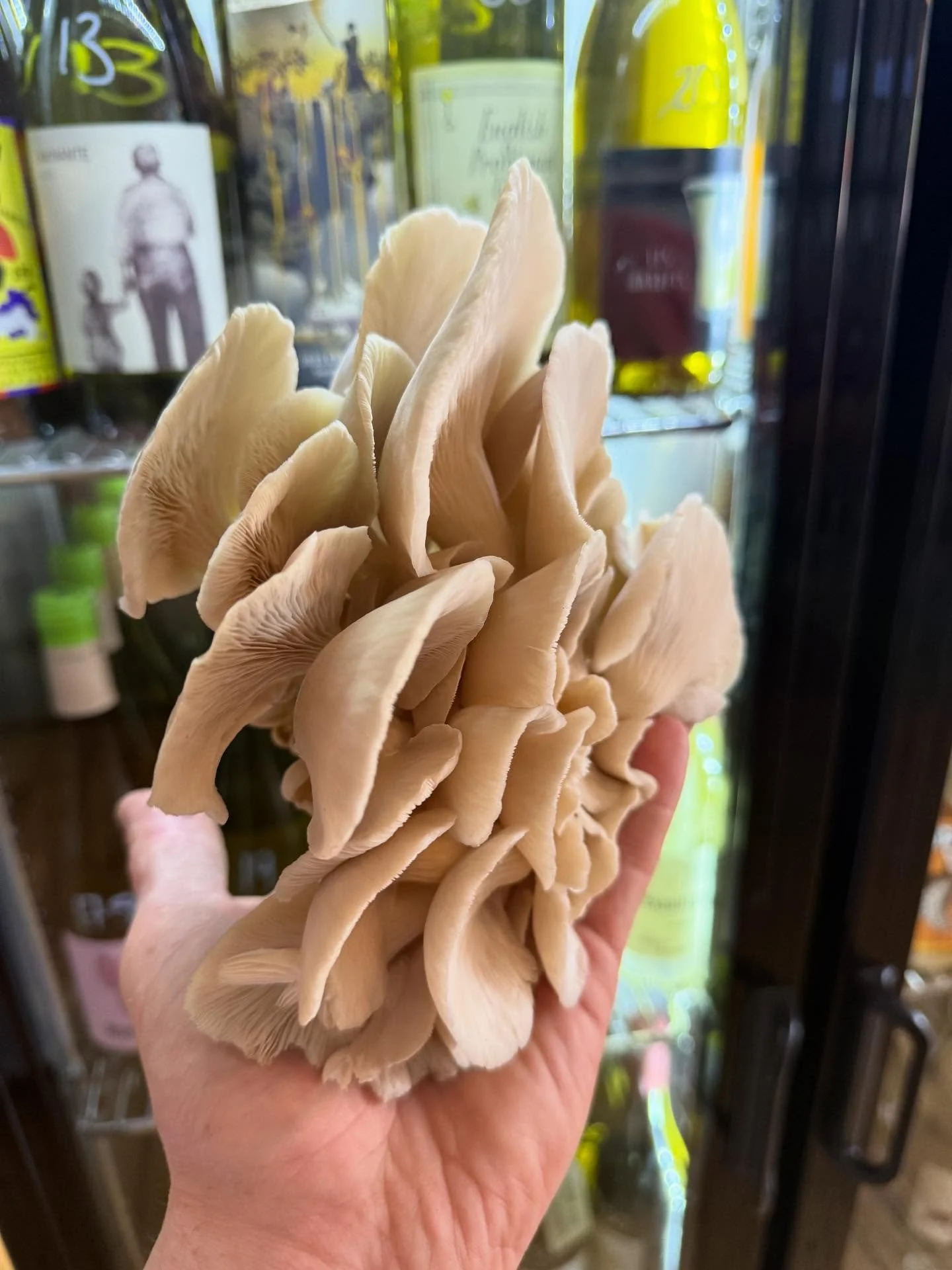 FRESH IN! @bythebaymushroomco oyster mushrooms have just landed! Pop in to get some, they will go quick so don&rsquo;t wait too long!