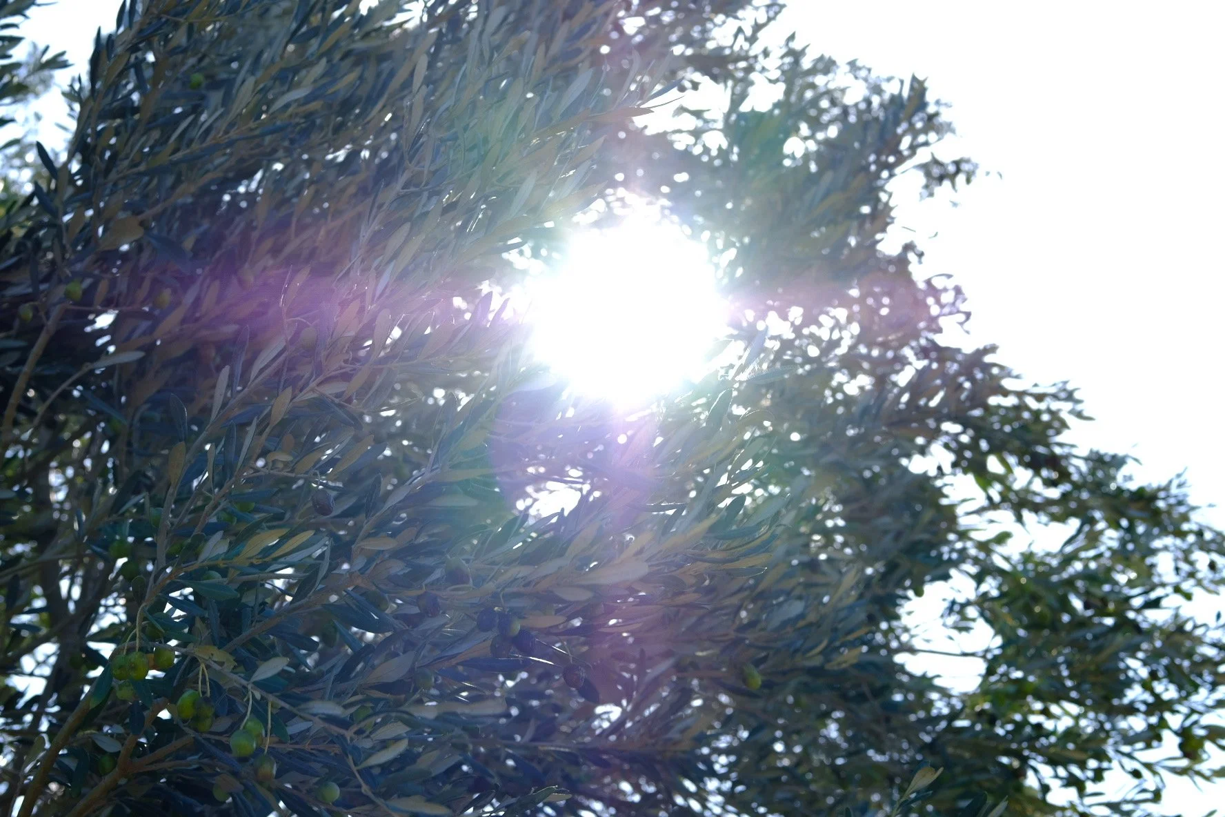 14126462-7634-4D40-A752-09C551625BF3-3531-000000C57CB06E64.JPG