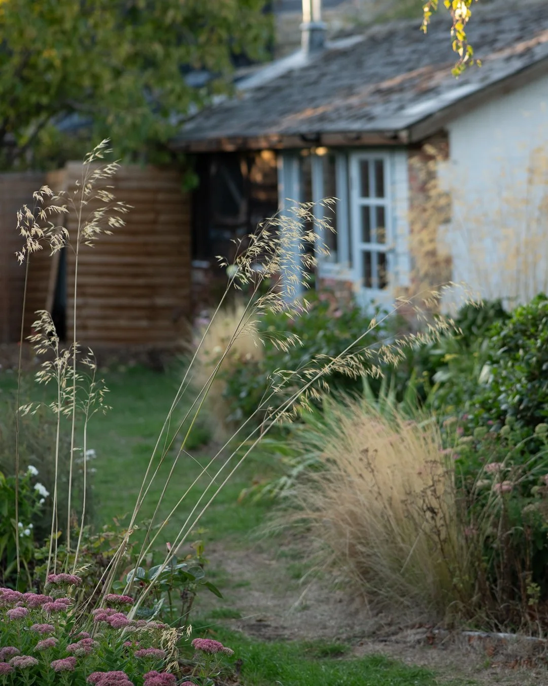 Updates from the garden in mid September:

1/ View to the pottery studio through the stipa gigantica with a few touches of golden light.

2/ 'Princess Alexandra of Kent'. I love the flowers but we're finding that they're a bit floppy/the stems don't 