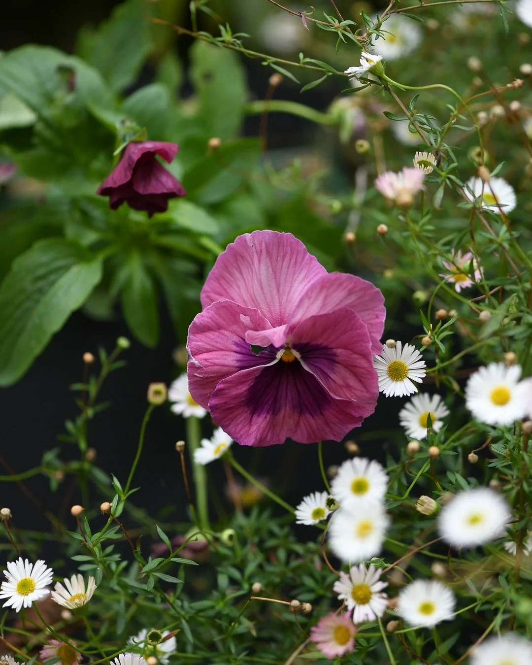Updates from the garden in early October:

1/ There is a river of erigeron that sweeps around all of the pots on our patio, including the one with the pansies. This one was from a garden centre, I had a bad year with the ones I grew from seed.

2/ We