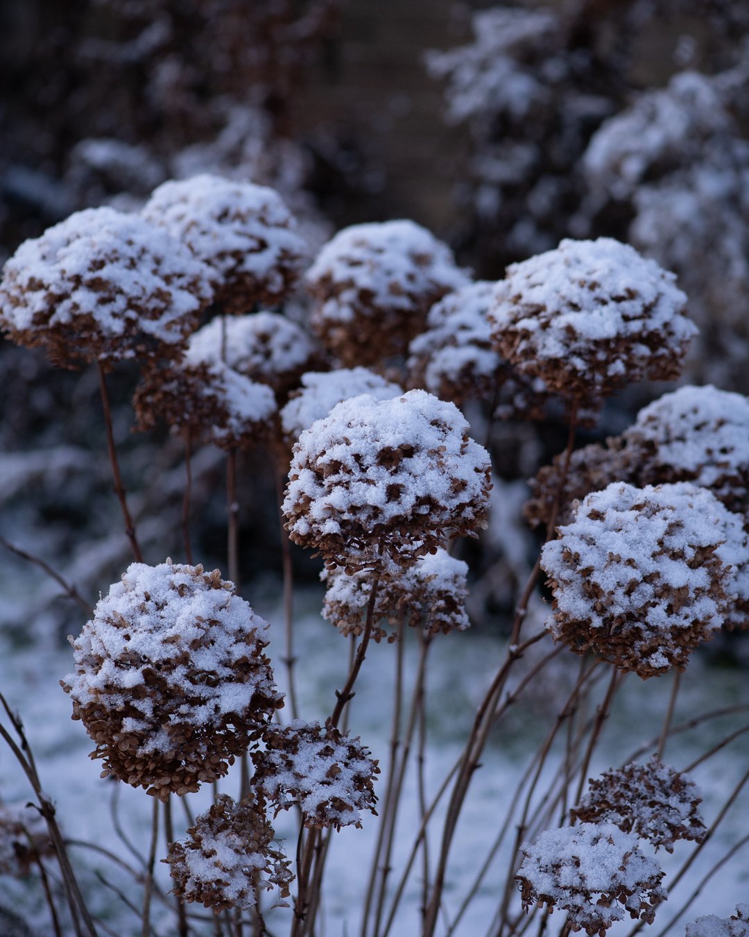 I started back at work today and so in that spirit I went out to take some photos early this morning. We haven't had snow since 2022 and my son hadn't seen it before so it was an exciting morning! 

I've rather lost my way with my monthly garden upda