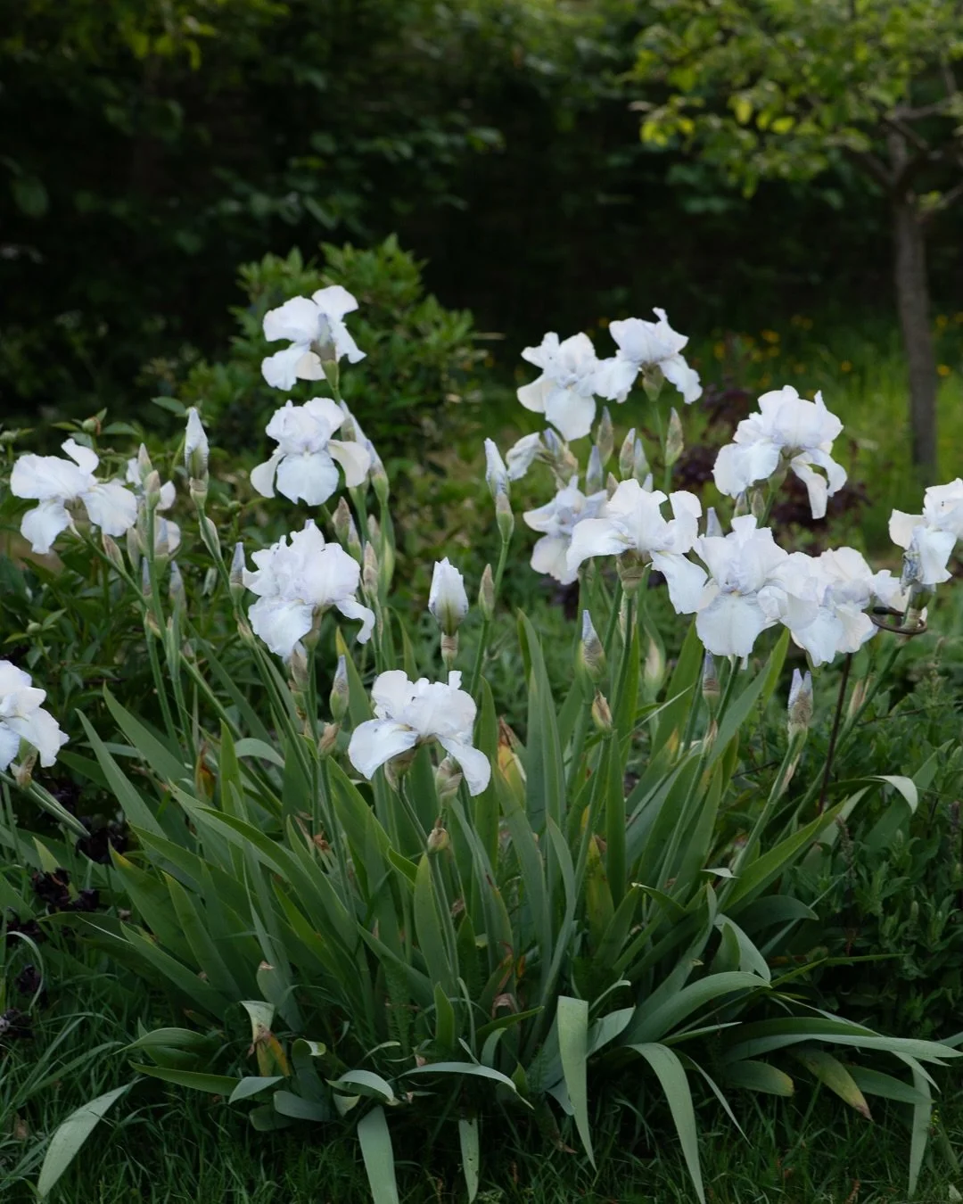 Updates from the garden in early May:

1, 2 &amp; 3/ The irises are here! Can&rsquo;t quite believe this is one plant that we put in two years ago - it was an impulse buy on a little trip out to the garden centre when my son was a newborn. I can&rsqu