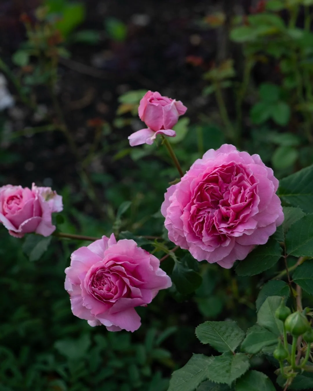 Updates from the garden at the cusp of May and June, taken at dawn before the heat started a few days ago:

1/ The roses are really in their stride, though they were going over painfully quickly when it was so hot. This is Princess Alexandra of Kent.
