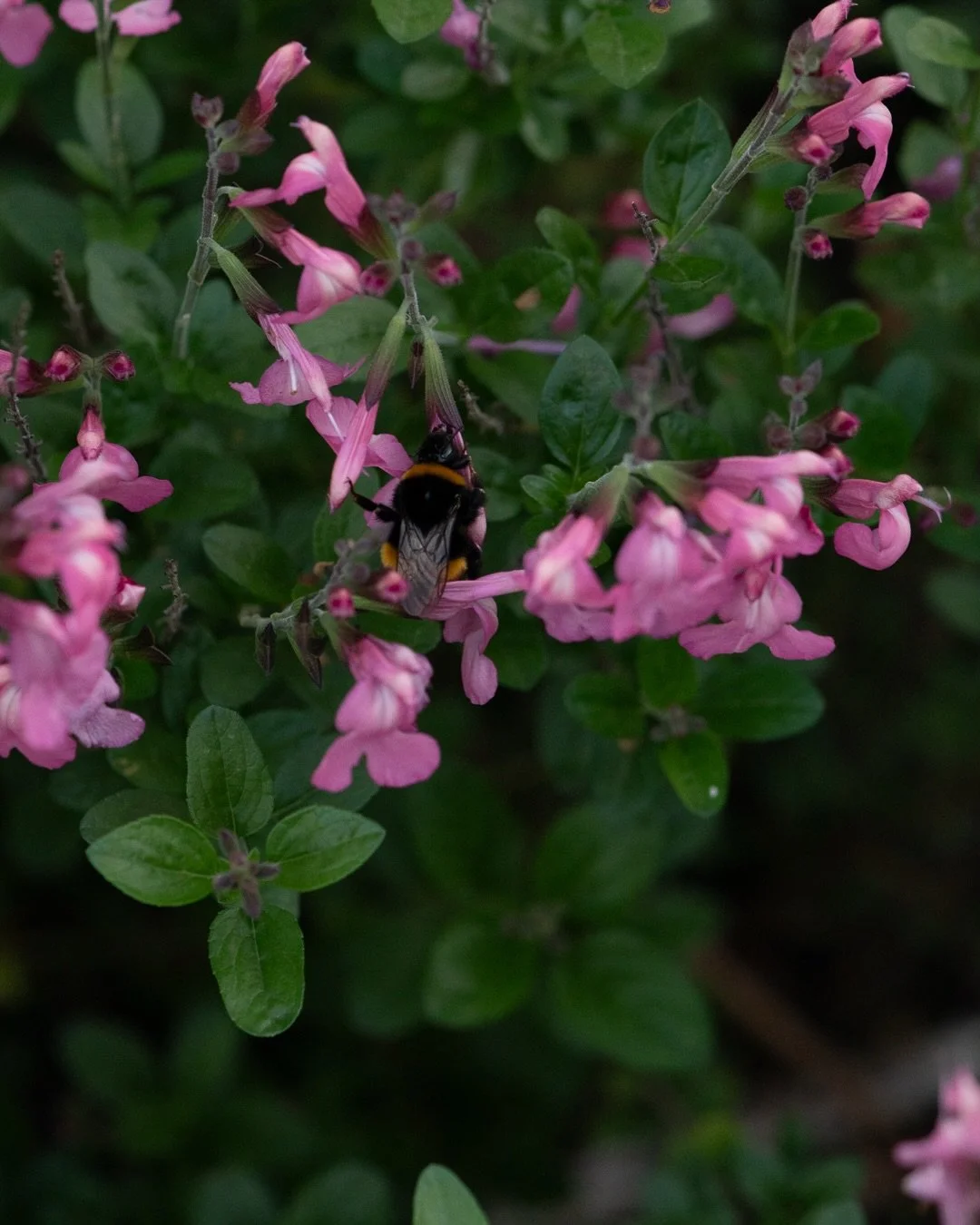 Updates from the garden in mid September: 
1/ A big bumblebee enjoying the pink salvias.

2/ My saved seed @floretflower zinnias have been loving life - as well as the soft pinks I&rsquo;ve been collecting I&rsquo;ve had this pinky coral pop up and s
