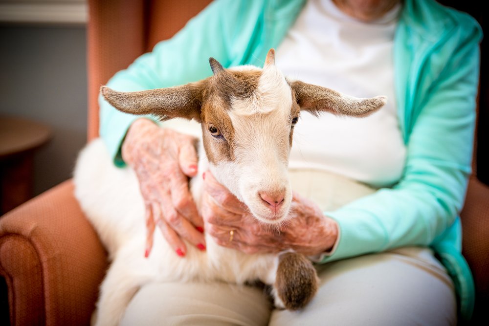 Baby Goats (8 of 22).jpg