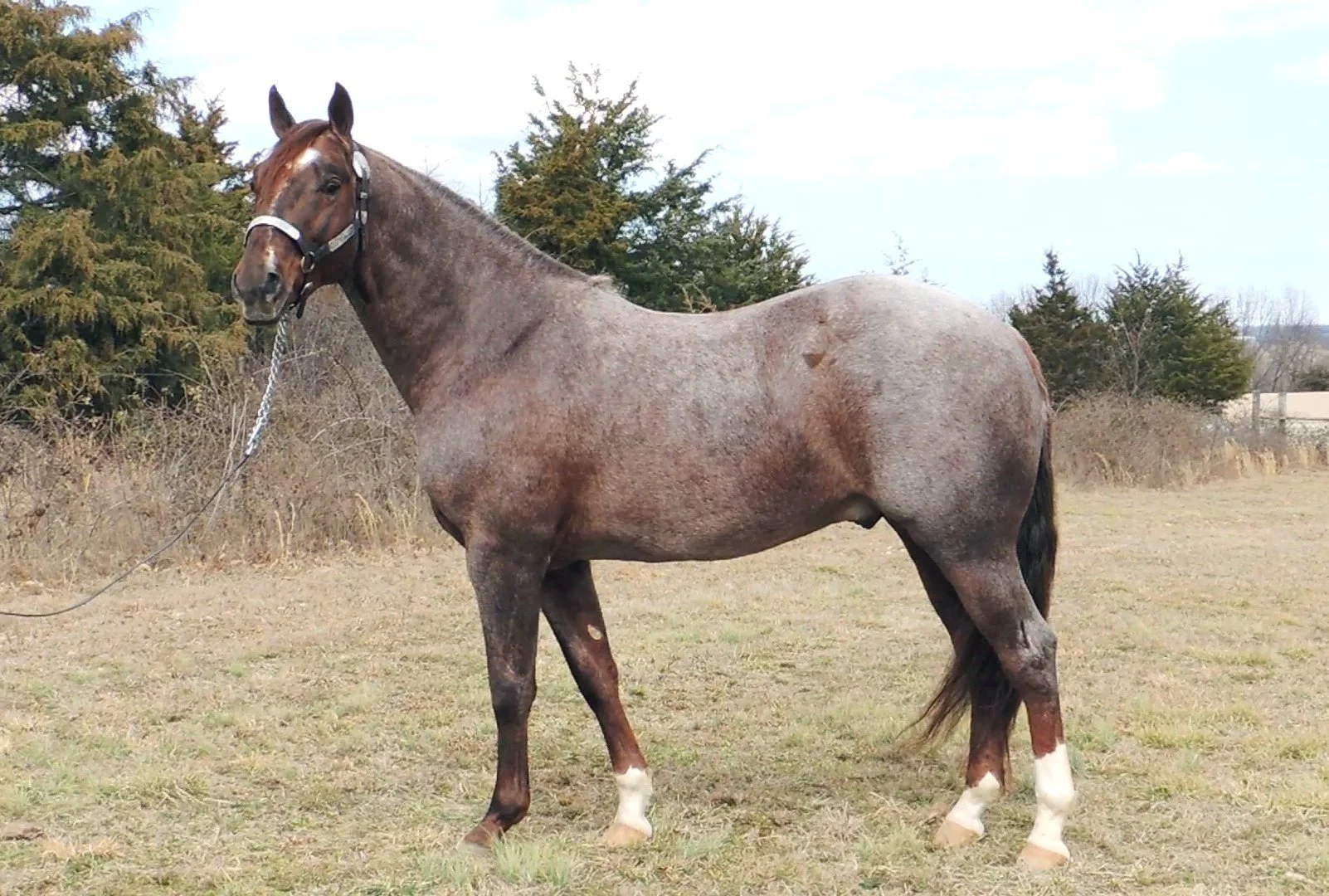 About Midwest Horsemanship