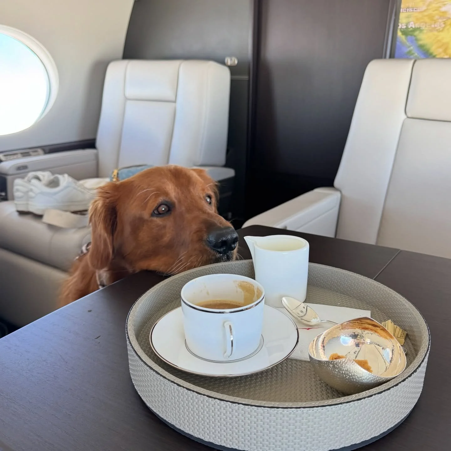 Coffee with your best friend&hellip; somewhere above the clouds. ☕️🐾✈️&hearts;️
Any size jet, Anywhere, Anytime. Call your friends @elevatedcharter. We&rsquo;ll make it happen 🫶🏽