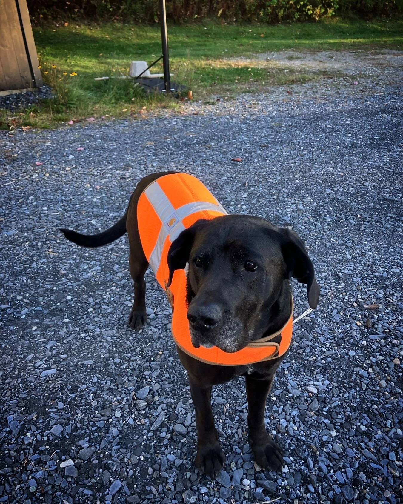Hunting season is here. RMT trails remain open, but some exist on land  that has hunting. Please be aware, especially at dawn and dusk, and wear bright colors. 
Good boy, Zander.