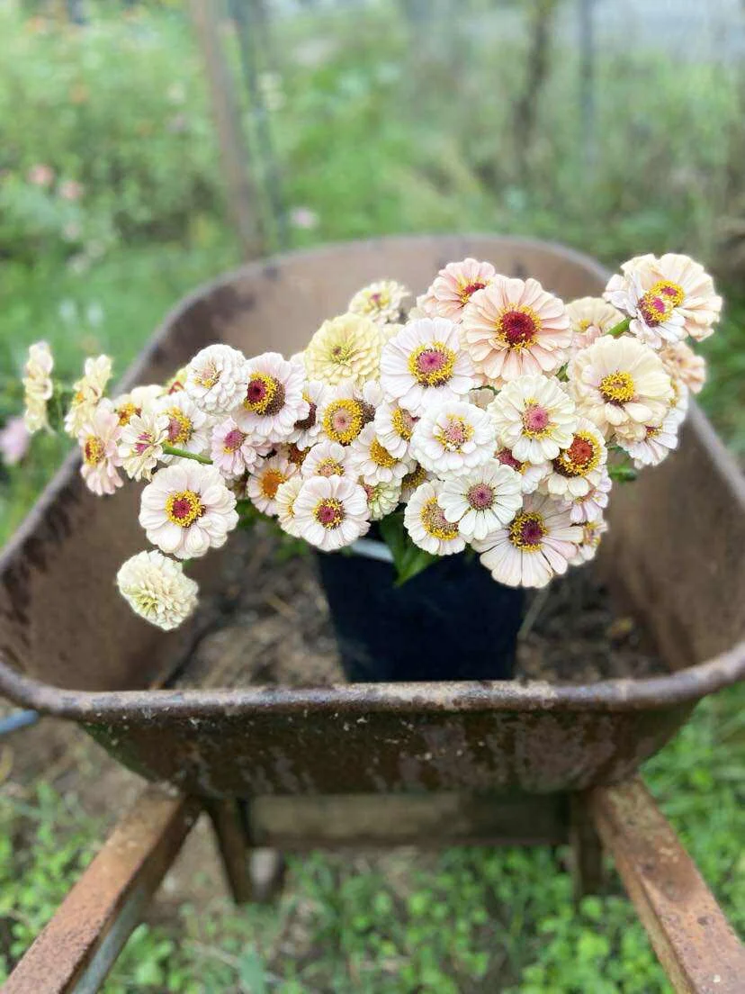Zinnia SEEDS
