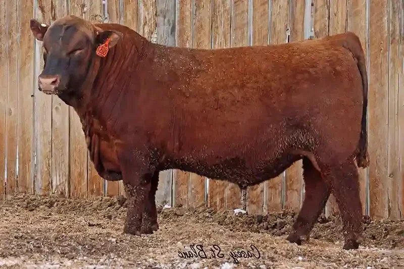 Dry Creek Ranch High Voltage Red Angus