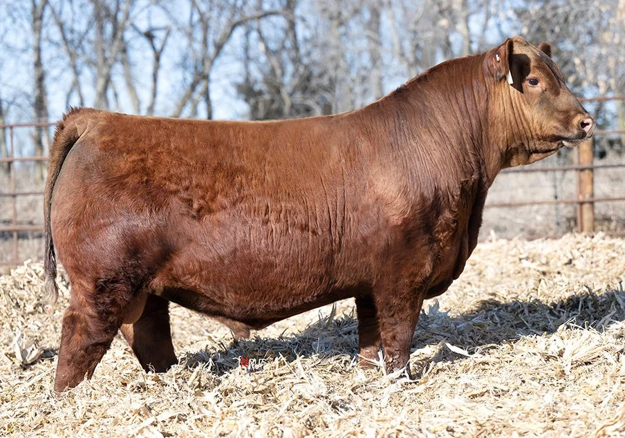 Dry Creek Ranch Rushmore Red Angus