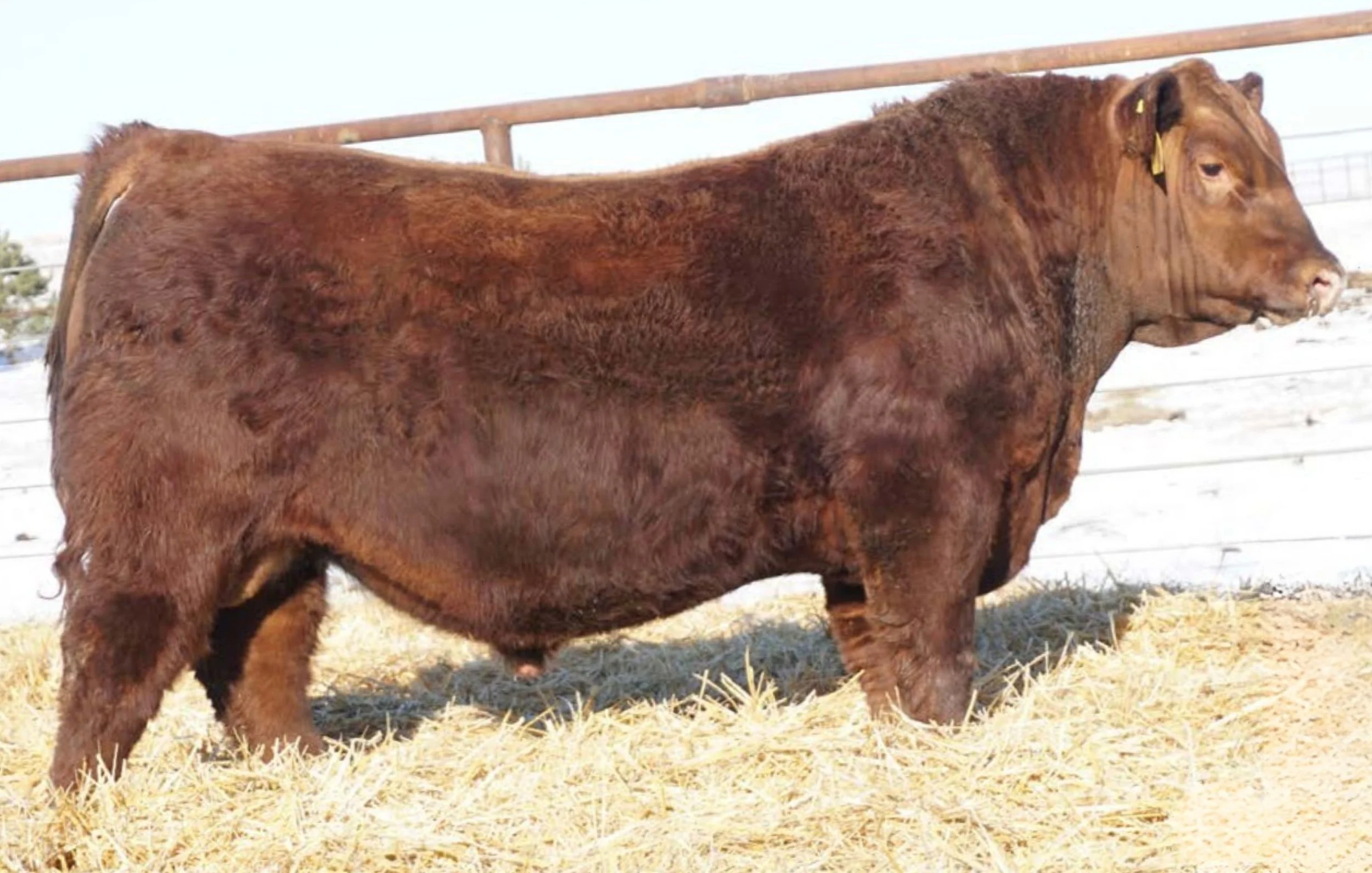 Red Angus Bull, North Dakota