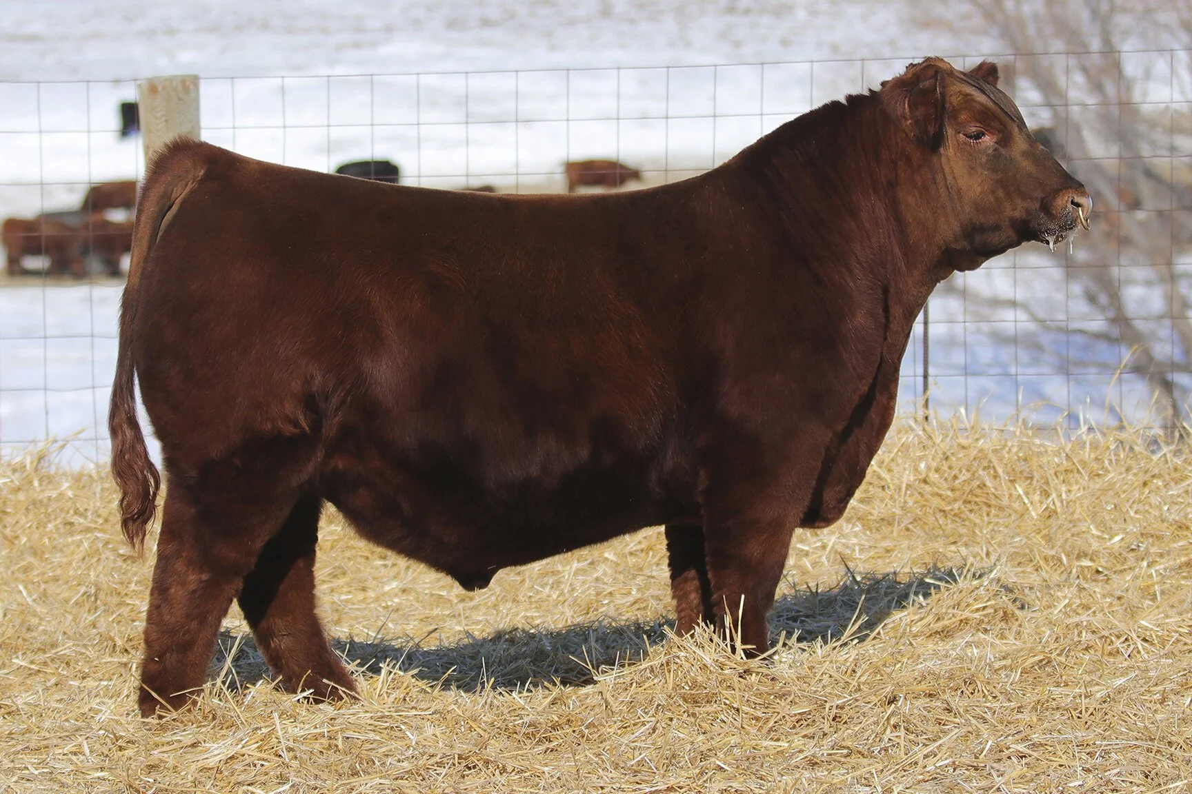 Dry Creek Ranch John Wick Red Angus