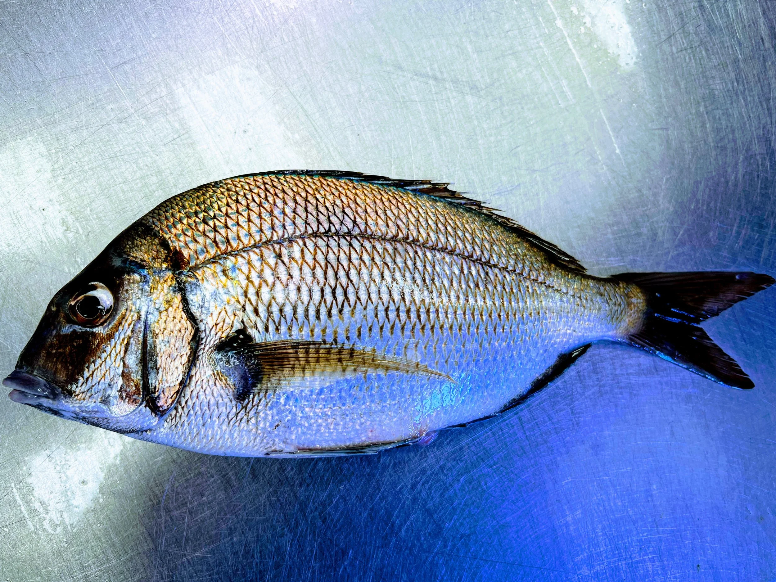 Empire Fisheries