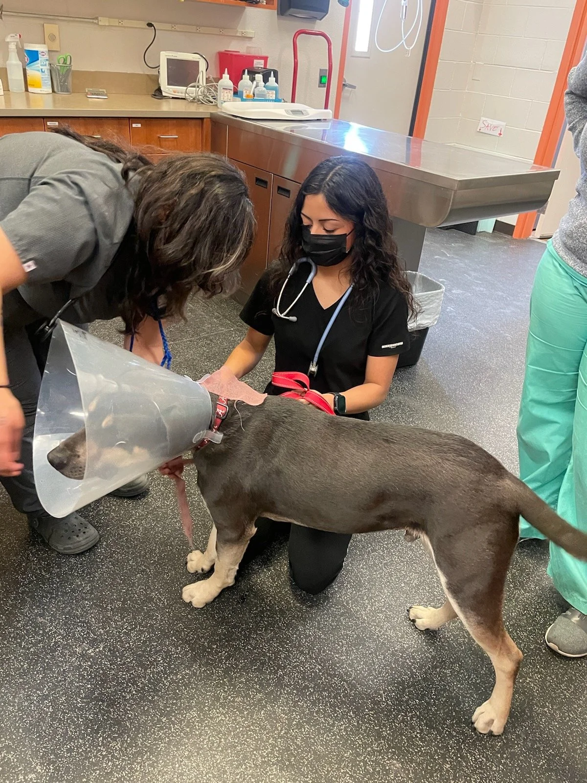 About — Roadrunner Veterinary Emergency & Specialty Hospital
