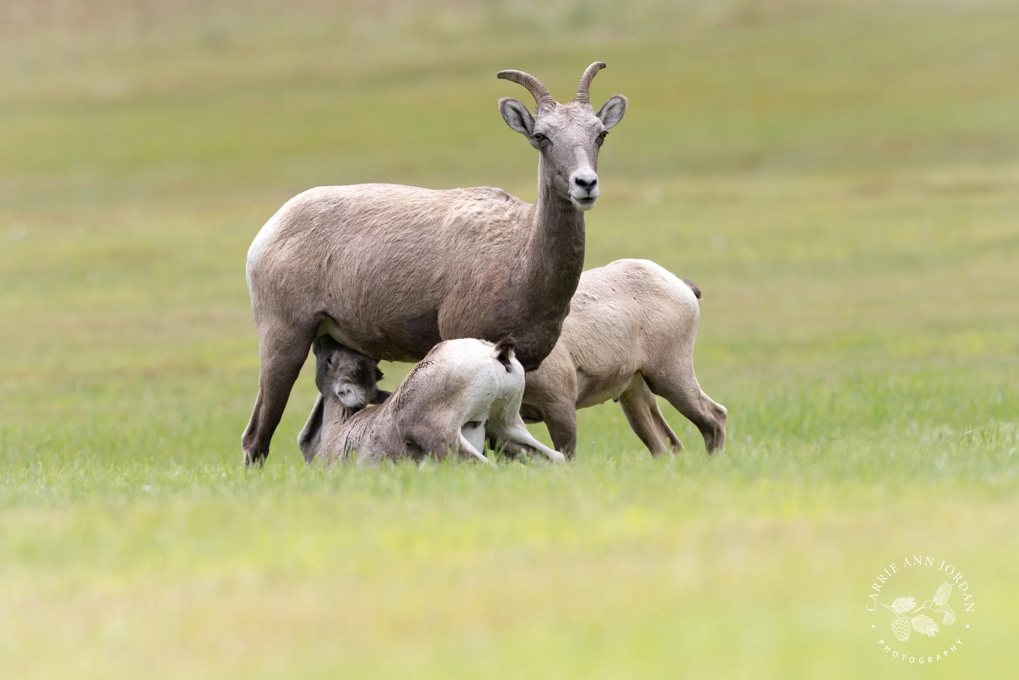 Bighorn Sheep