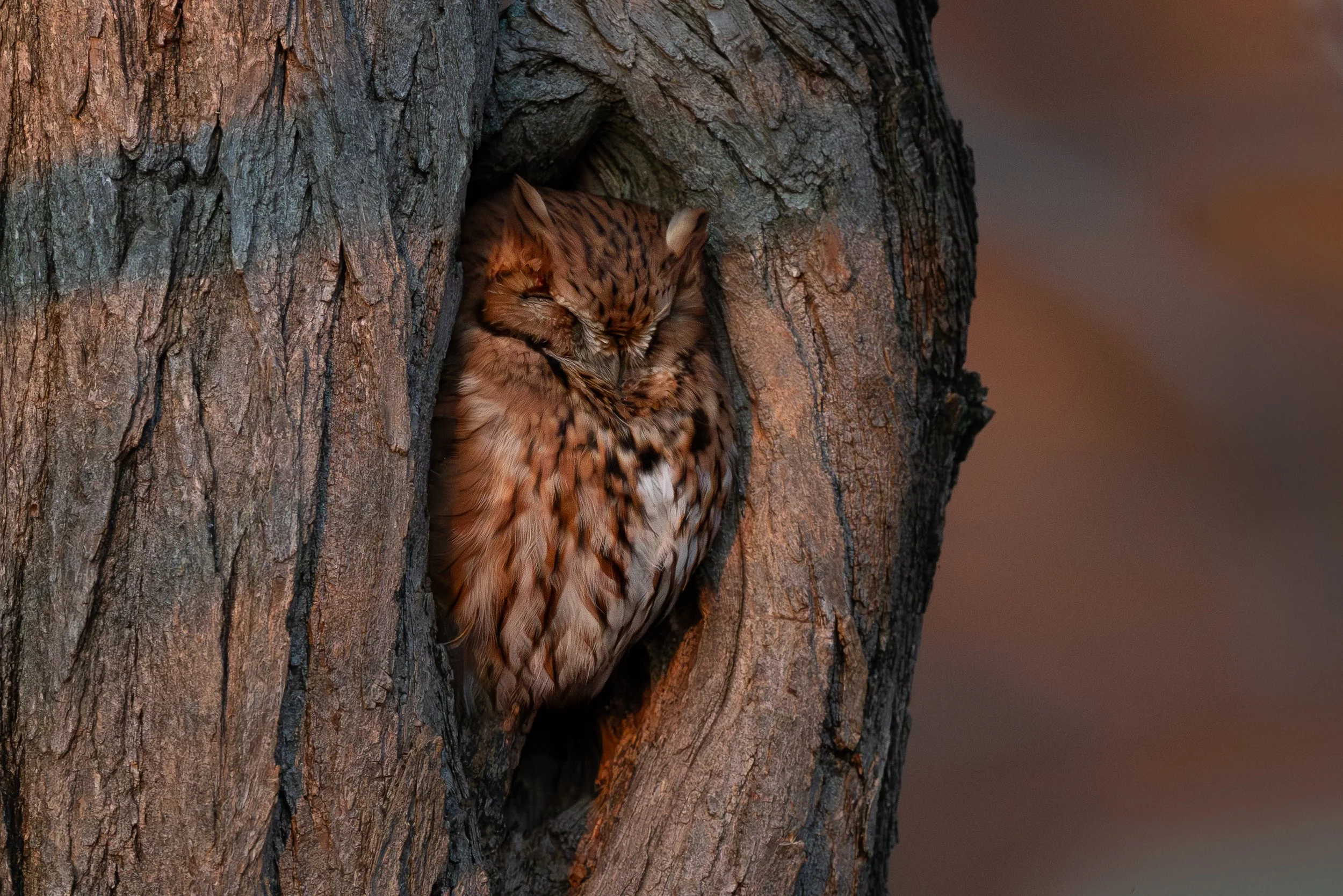 Ruby - Eastern Screech Owl