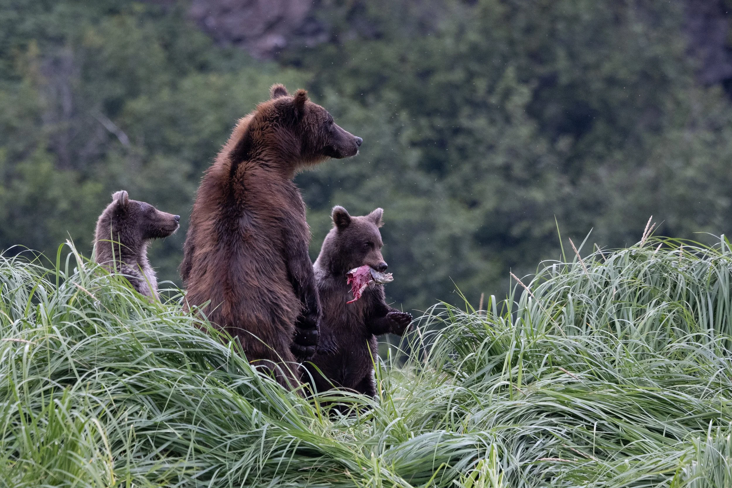 Kodiak Brown Bear Family